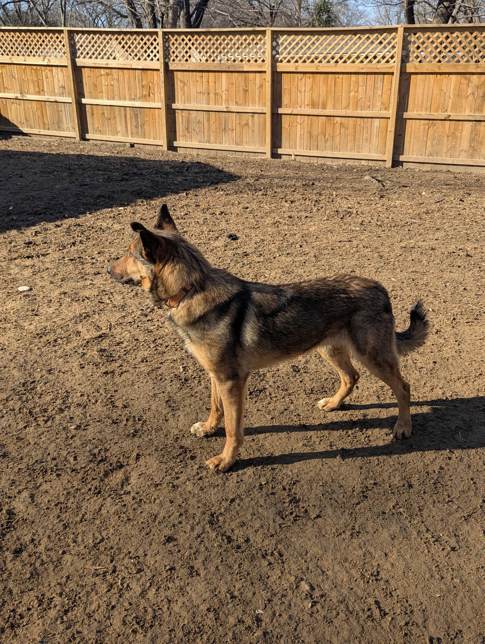 Sam, a Adoptable mixed breed in Munford, TN image 1/3