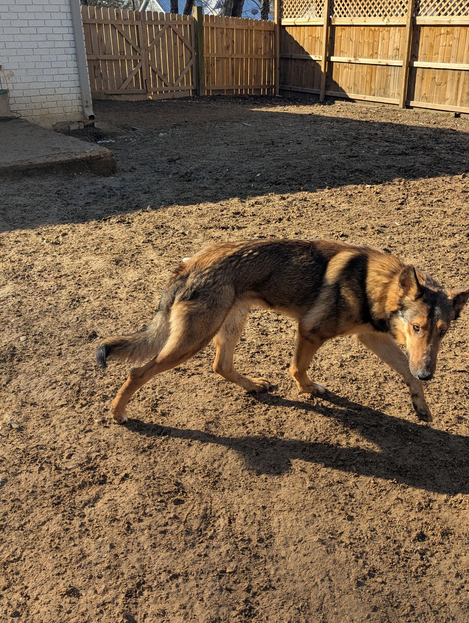 Sam, a Adoptable mixed breed in Munford, TN image 2/3
