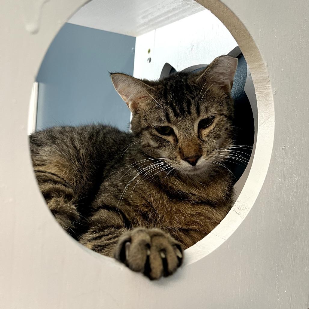 Dash, Adoptable, Adult Male Domestic Short Hair.