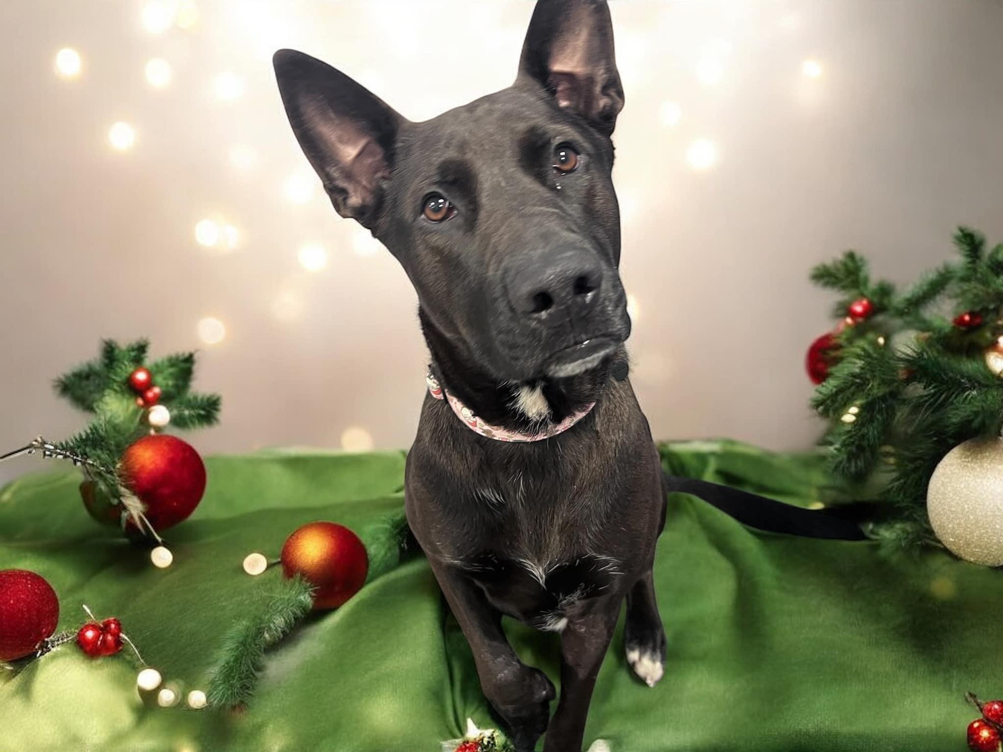 Enlarge Bella, a Adopted mixed breed in Kannapolis, NC image 1/1