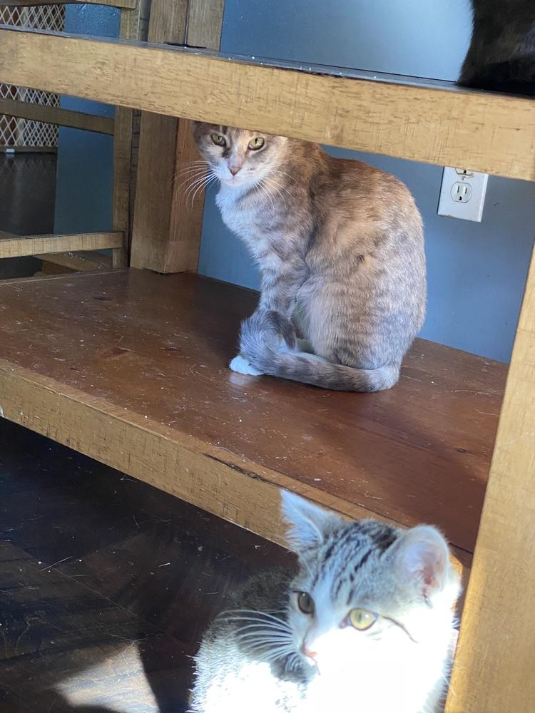 Enlarge Daiquiri, a Adoptable Domestic Short Hair in Albany, WI image 2/3