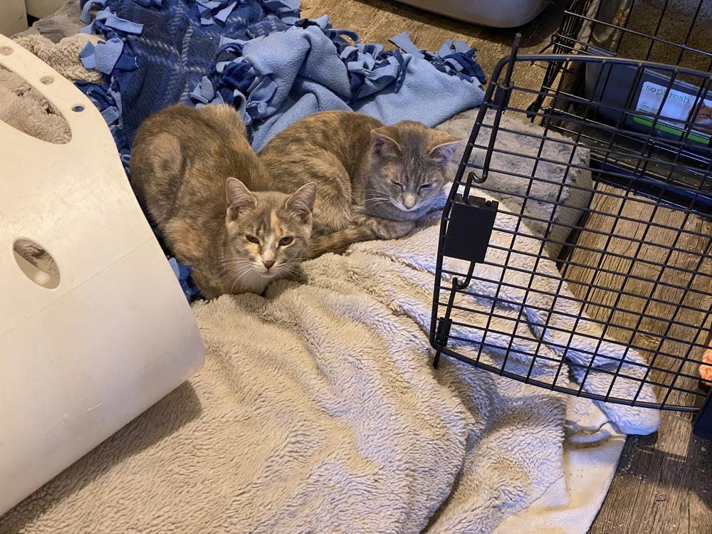 Daiquiri — thumbnail 3