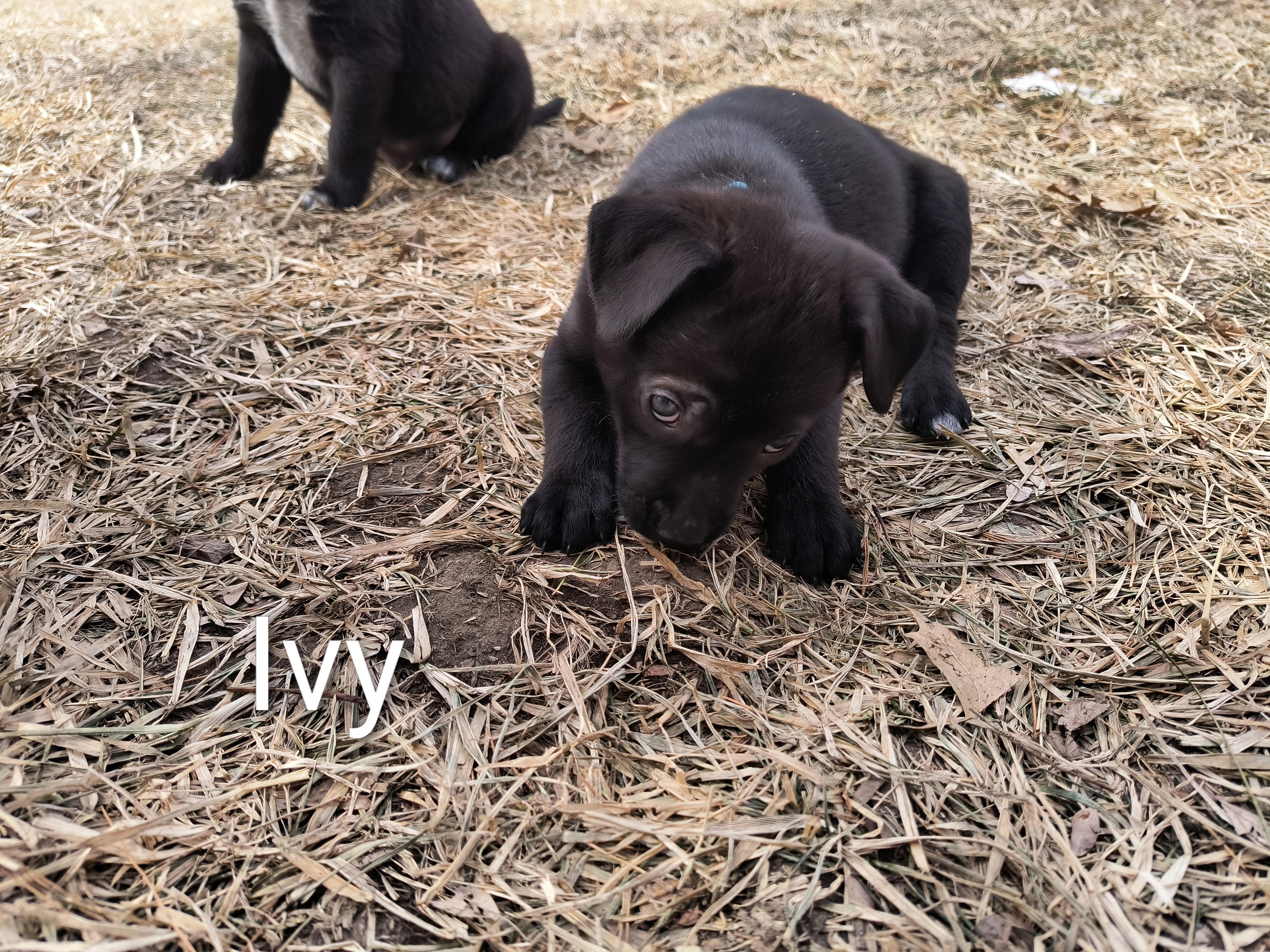 Ivy, an adopted mixed breed in Aurora, IL image 3/4