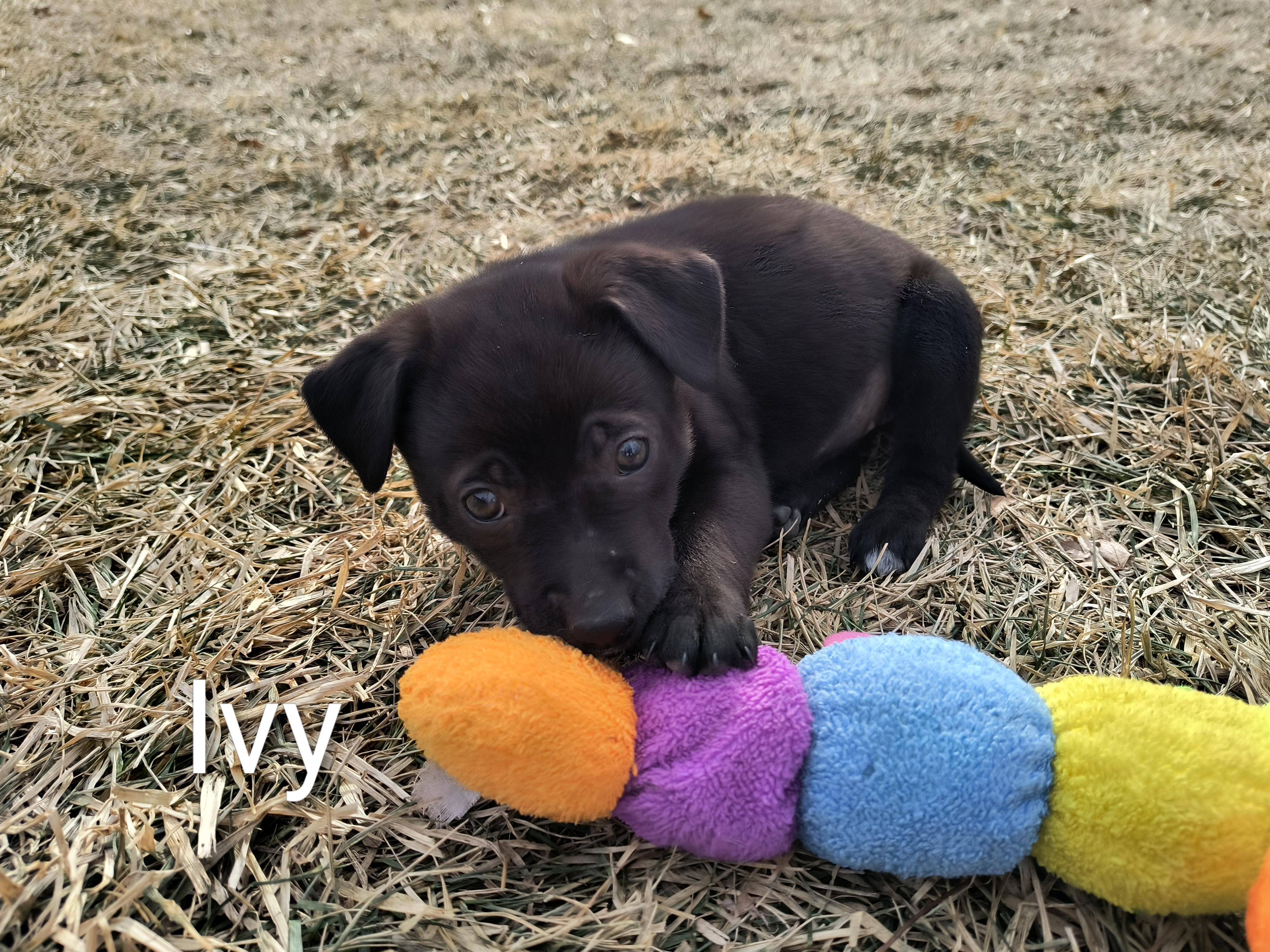 Ivy, an adopted mixed breed in Aurora, IL image 4/4