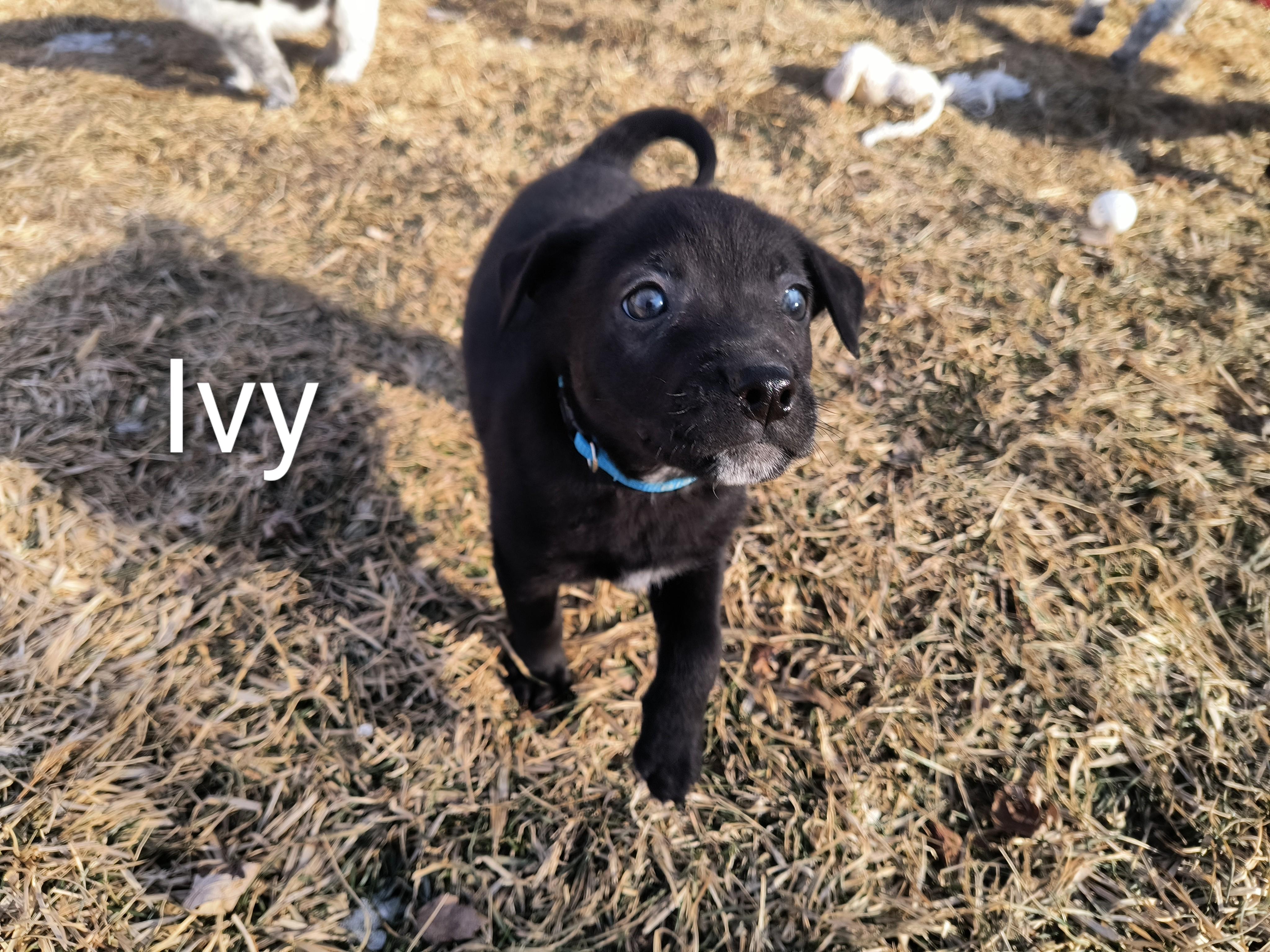 Ivy, an adopted mixed breed in Aurora, IL image 2/4
