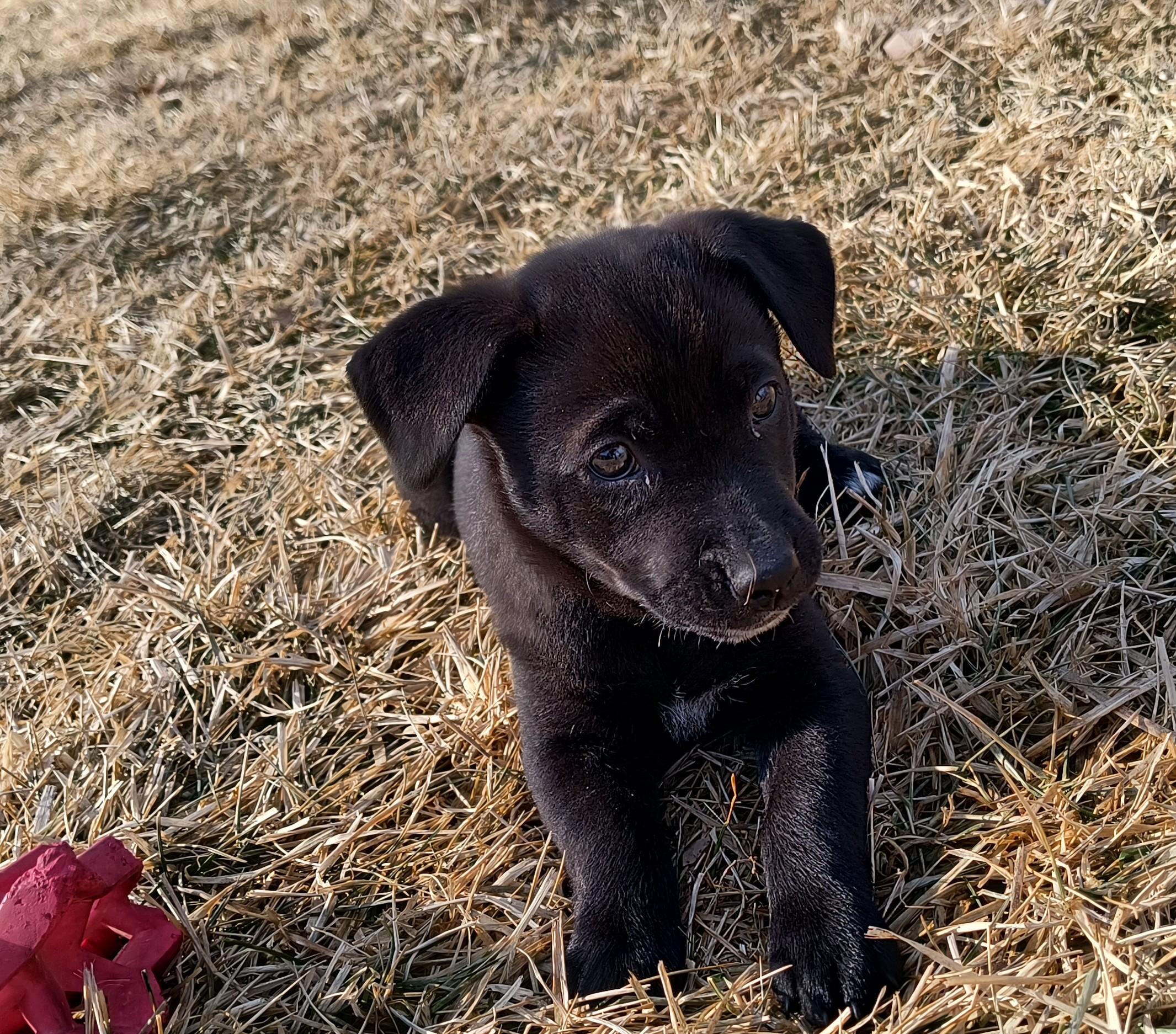 Ivy, an adopted mixed breed in Aurora, IL image 1/4