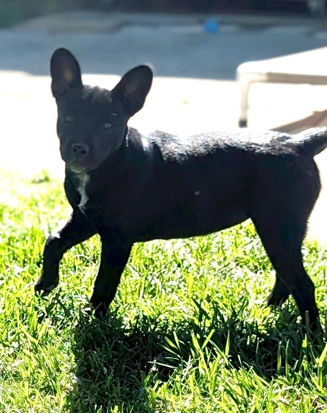 Cagney, Baby Female French Bulldog
