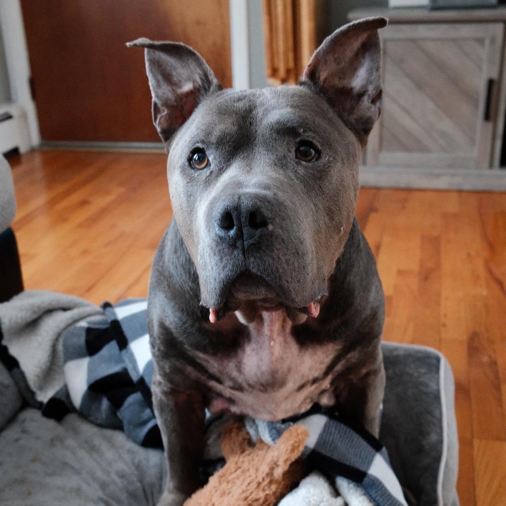 Beau, Adoptable, Adult Male Pit Bull Terrier.