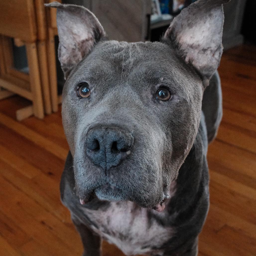 Enlarge Beau, a Adoptable Pit Bull Terrier in Newark, NJ image 2/6