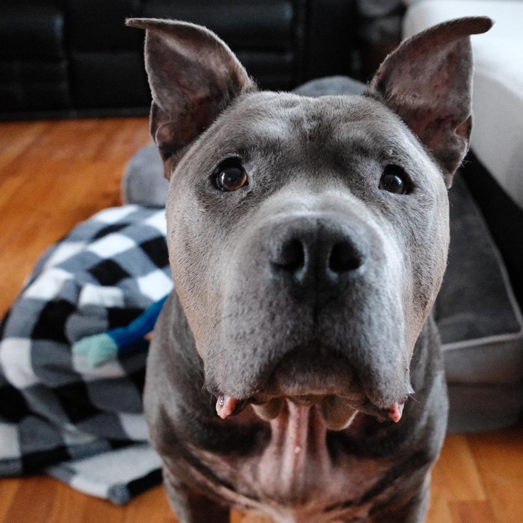 Enlarge Beau, a Adoptable Pit Bull Terrier in Newark, NJ image 3/6