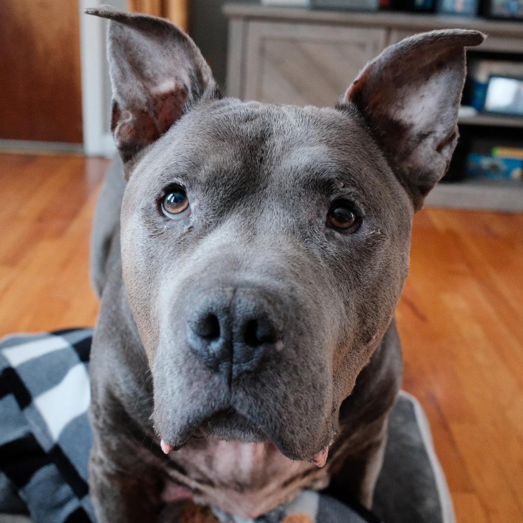 Enlarge Beau, a Adoptable Pit Bull Terrier in Newark, NJ image 5/6