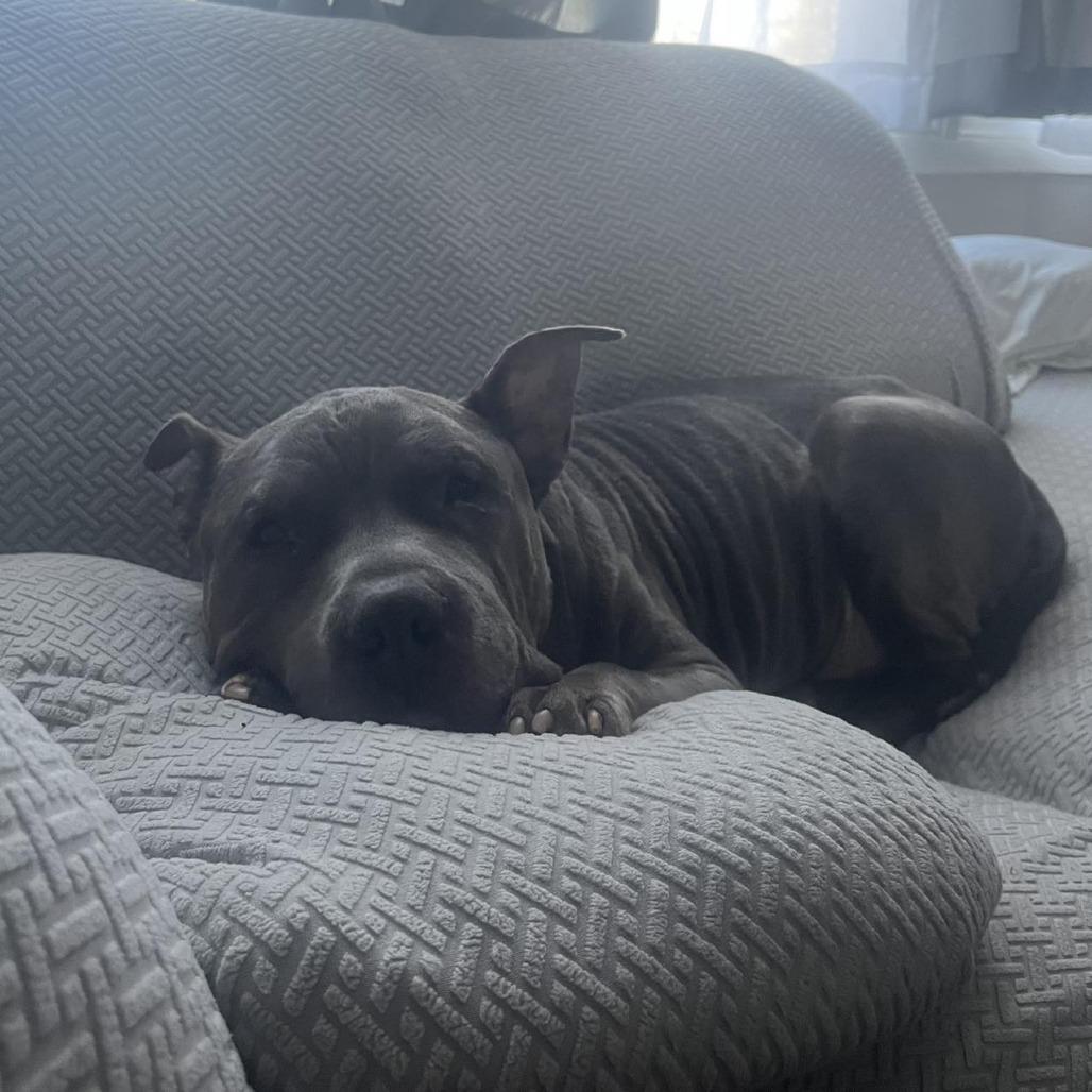 Enlarge Beau, a Adoptable Pit Bull Terrier in Newark, NJ image 6/6