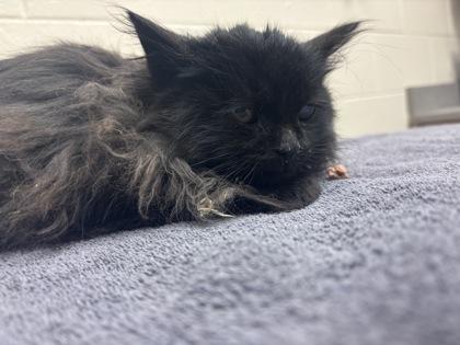 Samwell, Adoptable, Kitten Male Domestic Long Hair & Domestic Short Hair.