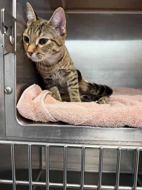TERRA, Adoptable, Young Female Domestic Short Hair.