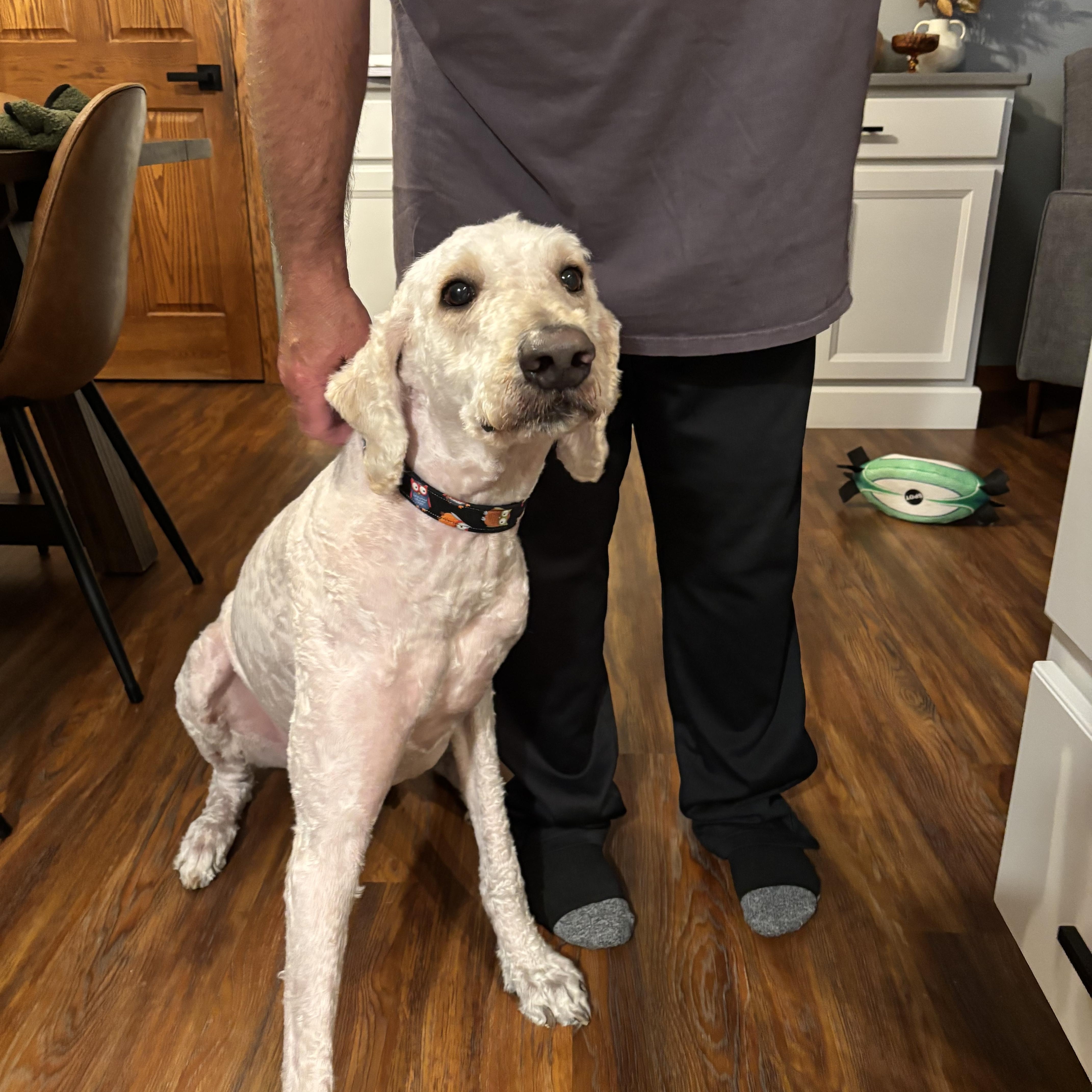 Enlarge Junior, an adopted mixed breed in Bettendorf, IA image 2/6