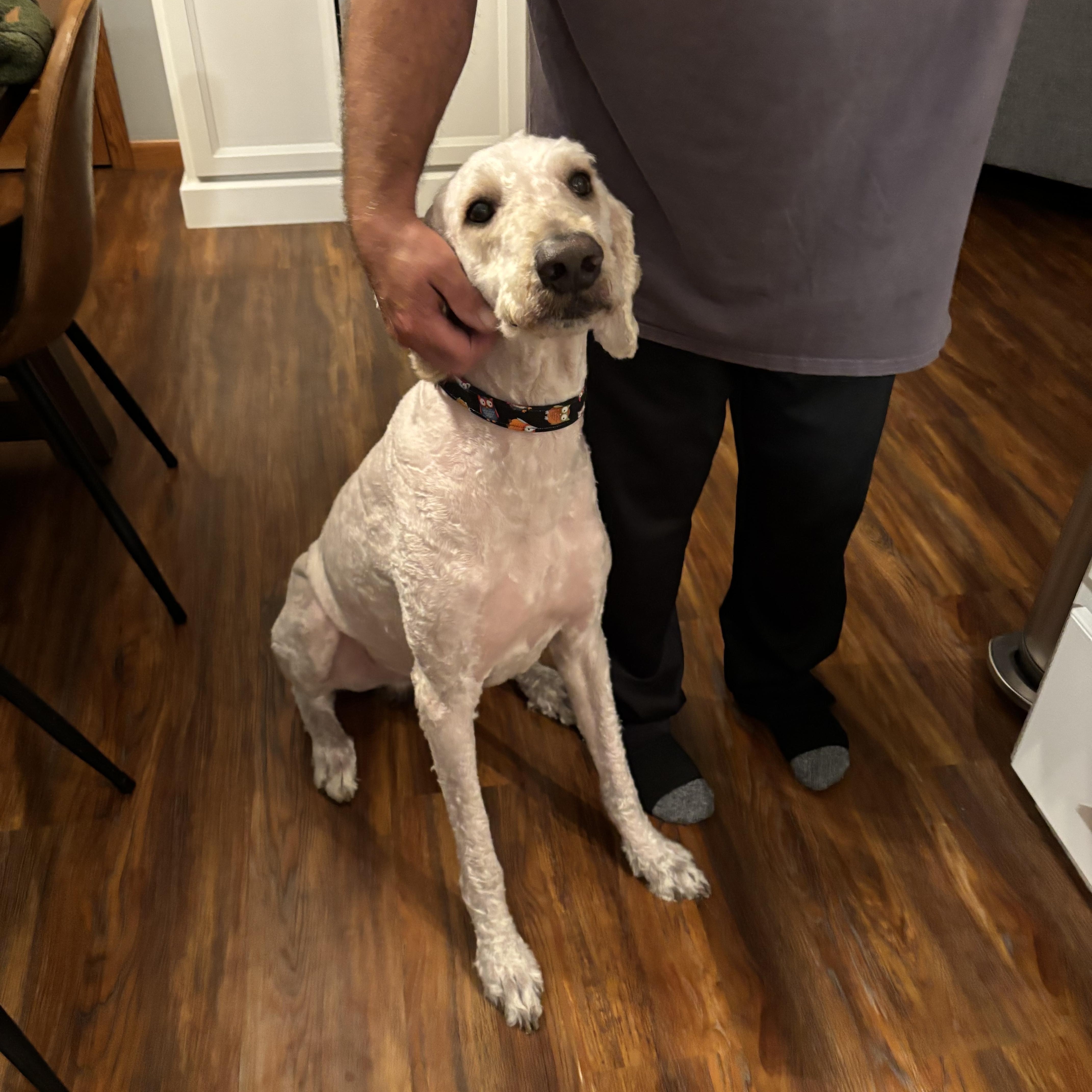 Junior, Adoptable, Adult Male Goldendoodle.