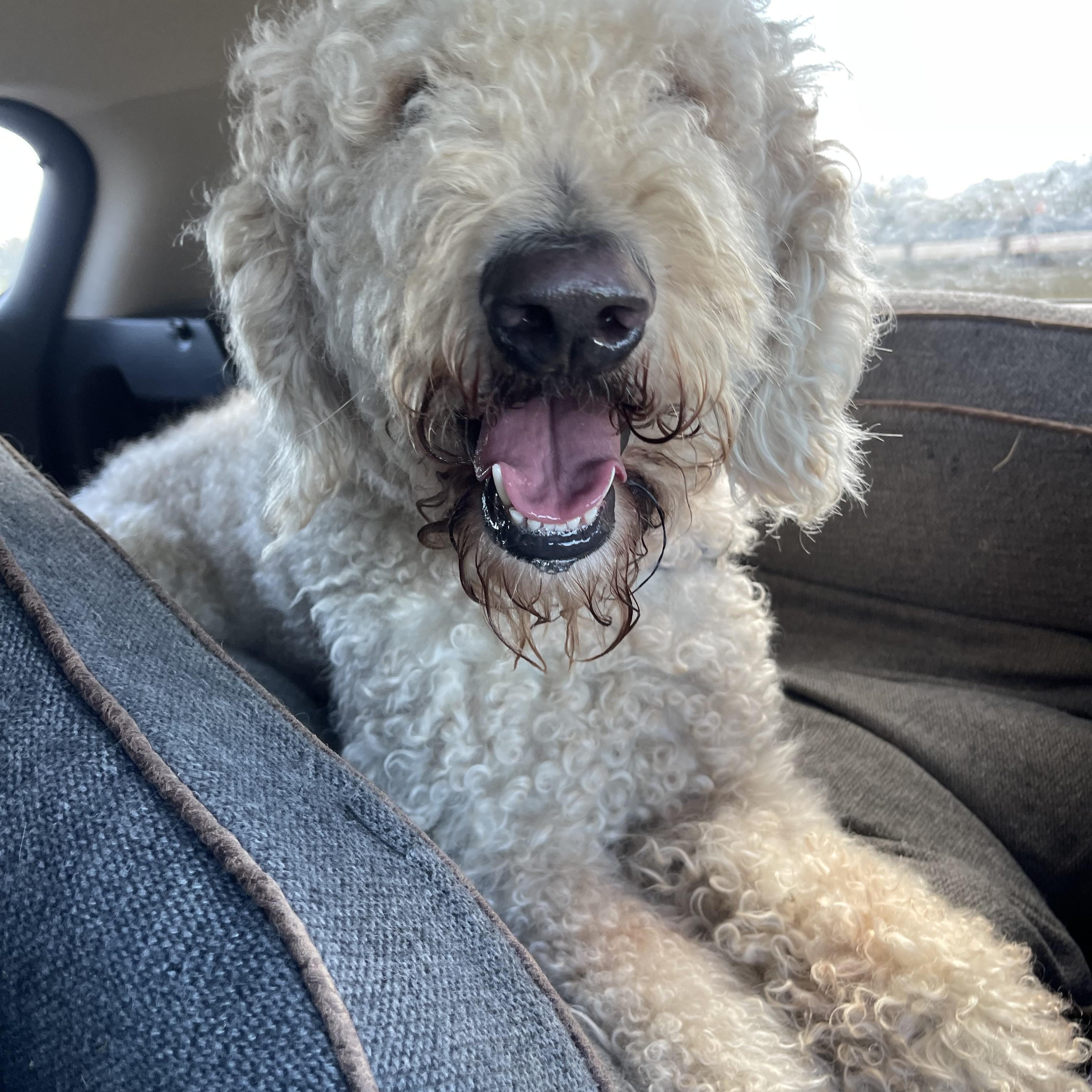 Enlarge Junior, an adopted mixed breed in Bettendorf, IA image 3/6