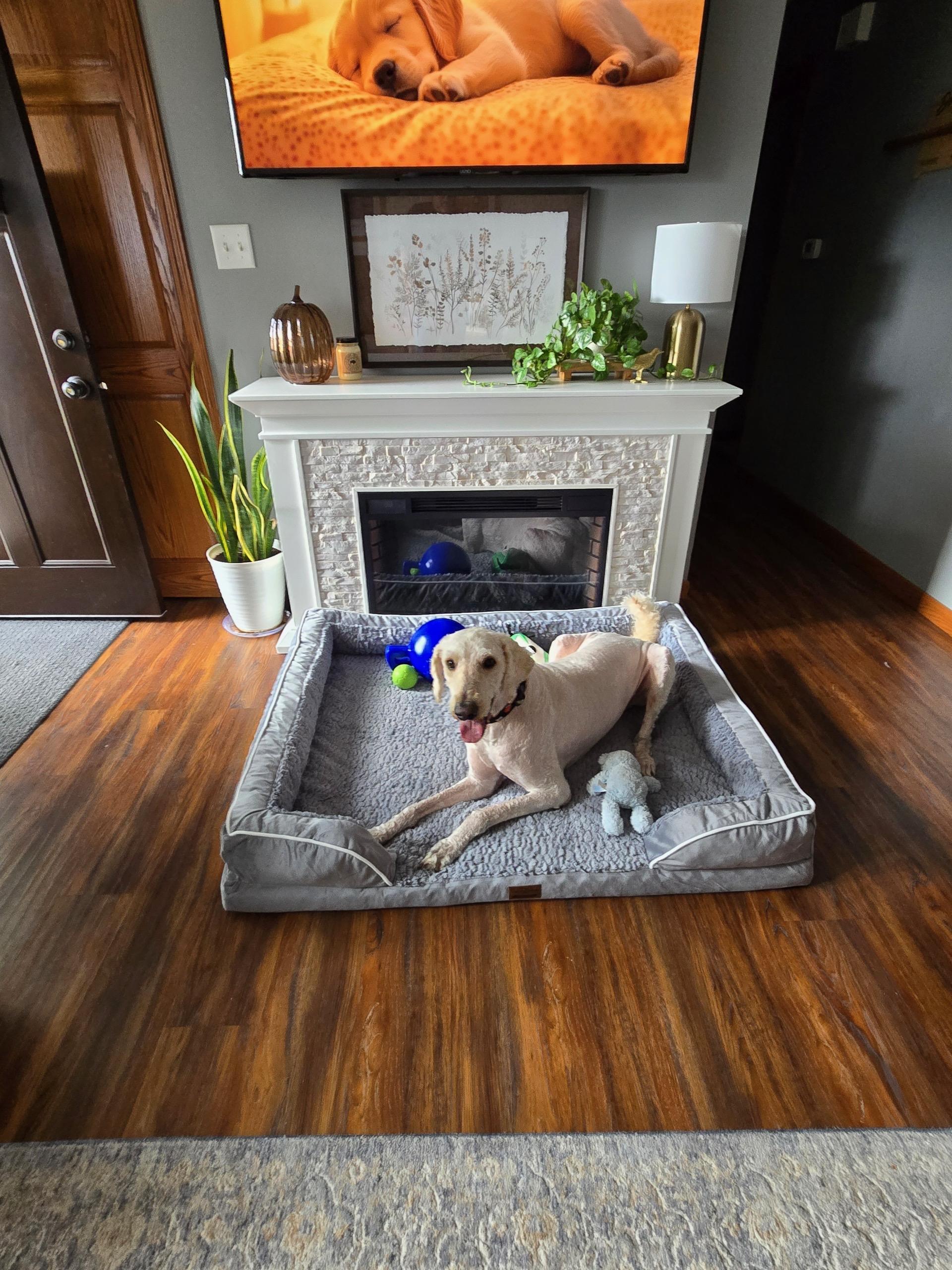 Enlarge Junior, an adopted mixed breed in Bettendorf, IA image 4/6