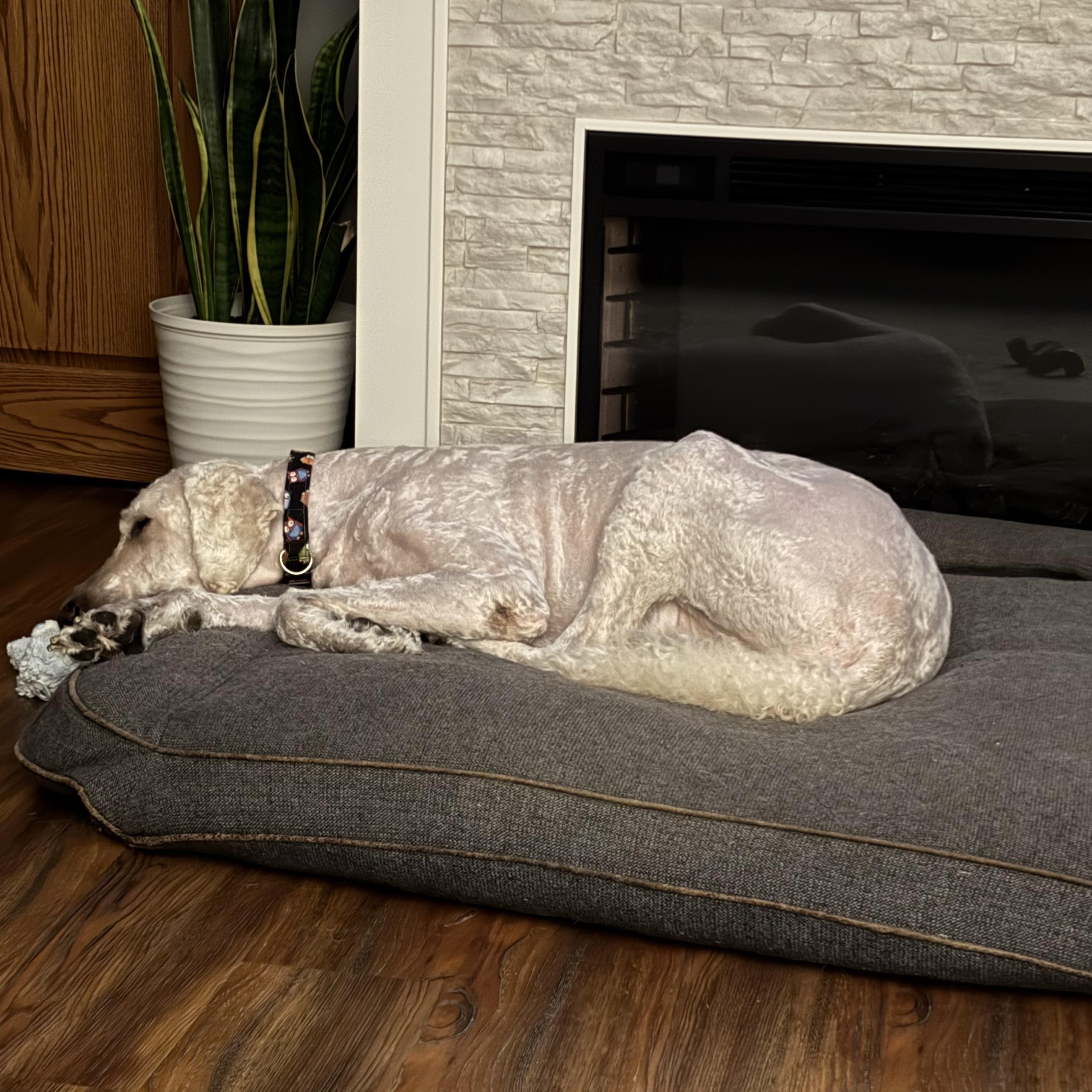 Enlarge Junior, an adopted mixed breed in Bettendorf, IA image 5/6