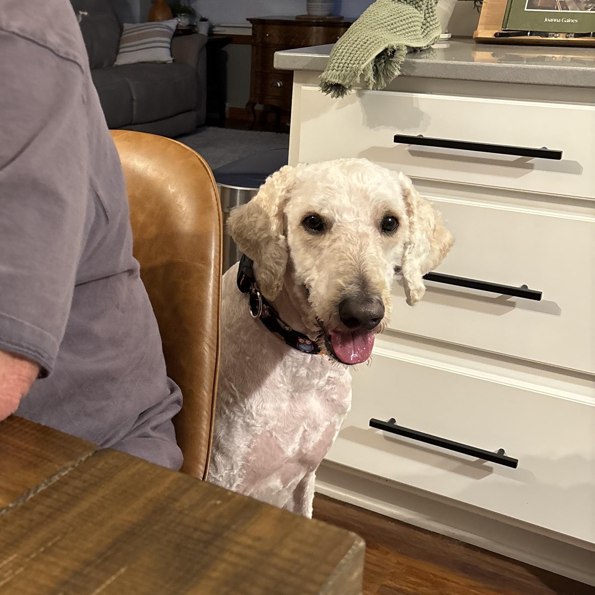 Enlarge Junior, an adopted mixed breed in Bettendorf, IA image 6/6