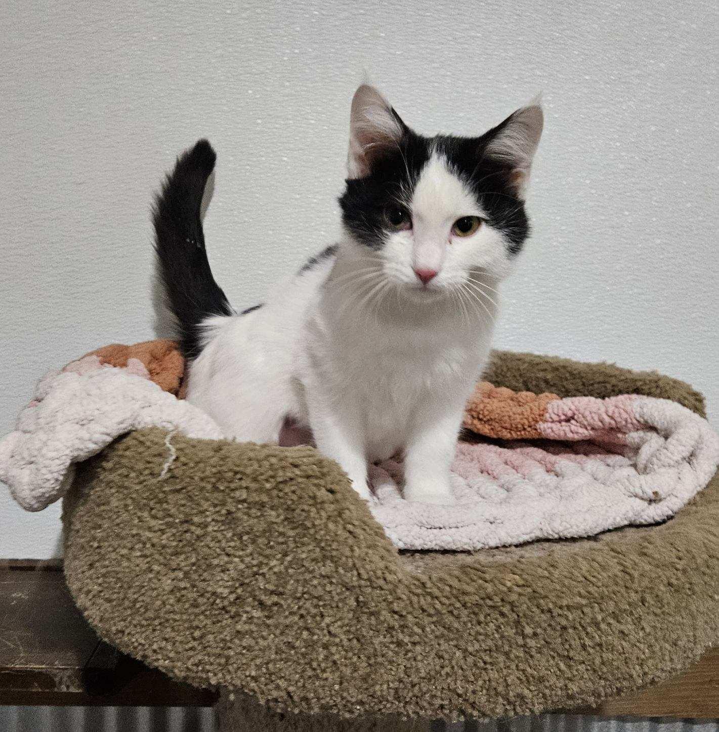 Sassafras thumbnail 3