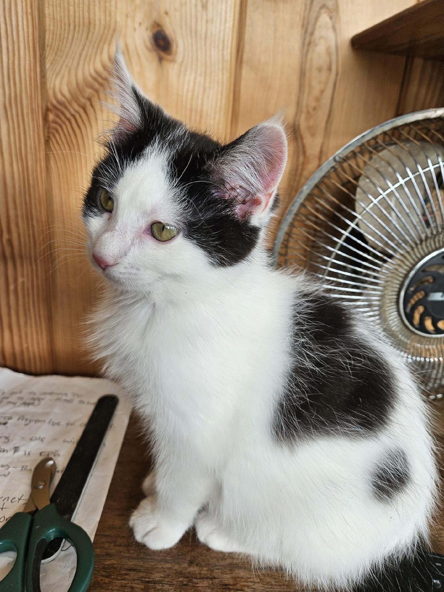 Sassafras thumbnail 4