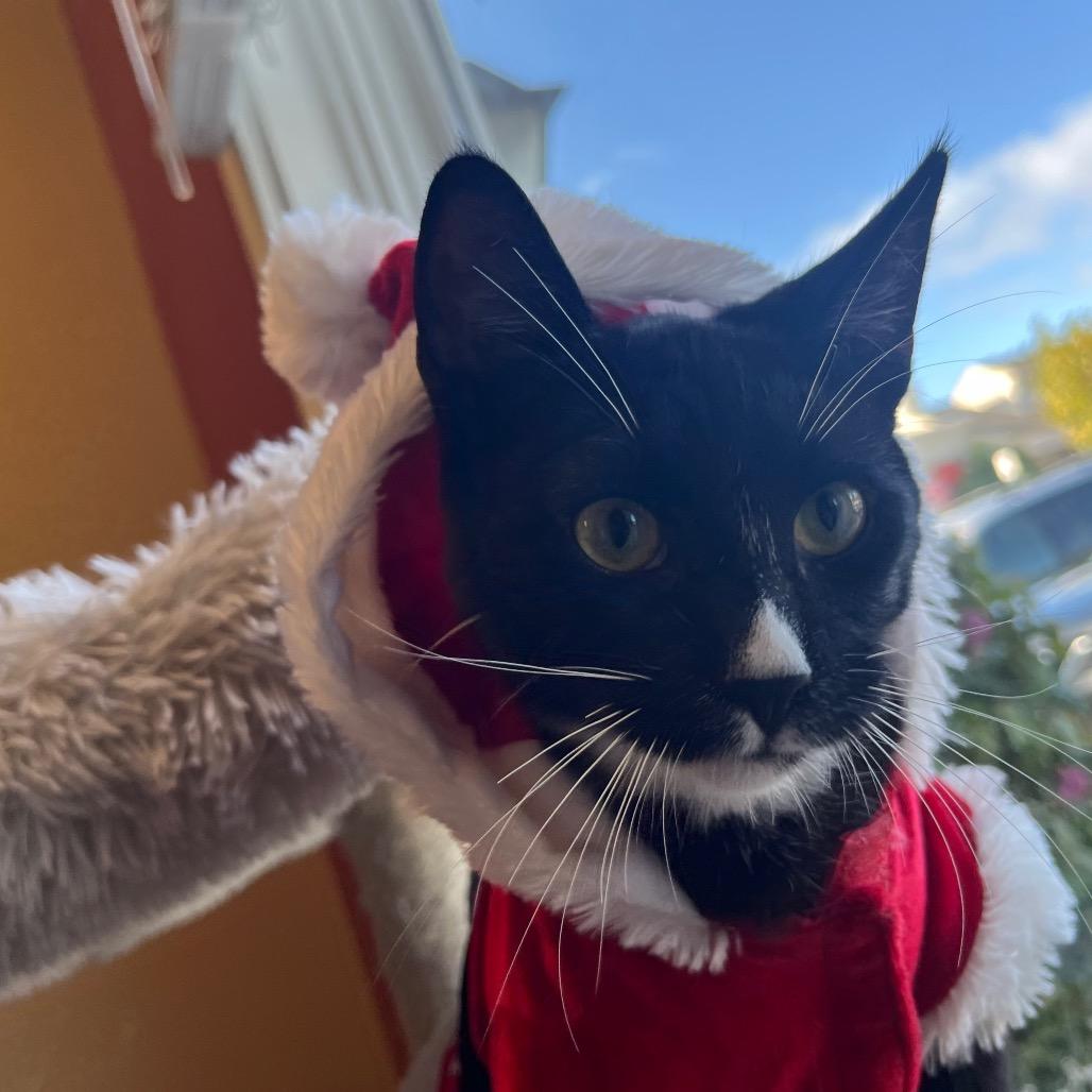 Blackjack, Adoptable, Adult Male Domestic Short Hair.