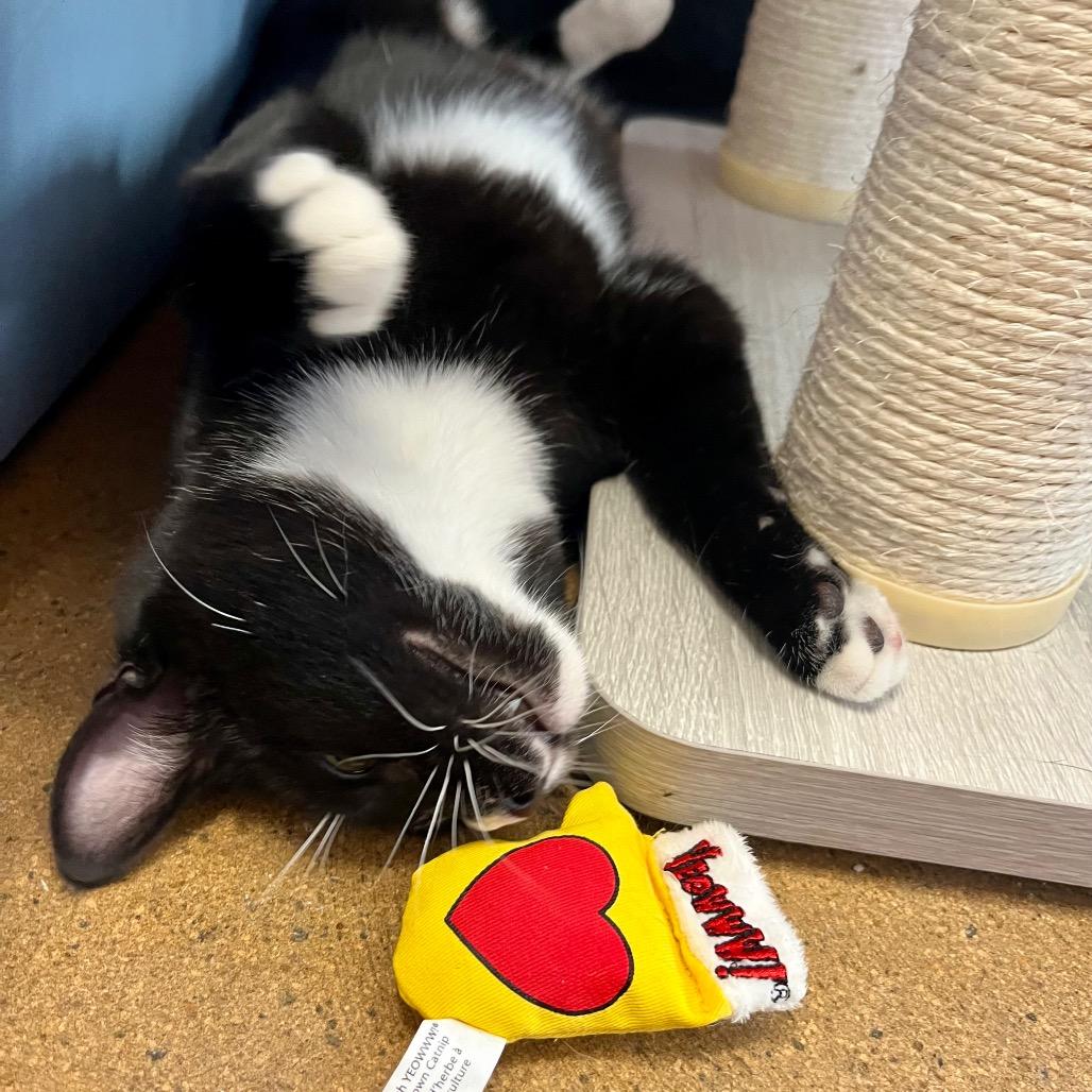 Enlarge Blackjack, a Adoptable Domestic Short Hair in Pacific Grove, CA image 2/6