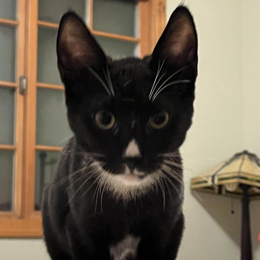 Enlarge Blackjack, a Adoptable Domestic Short Hair in Pacific Grove, CA image 3/6