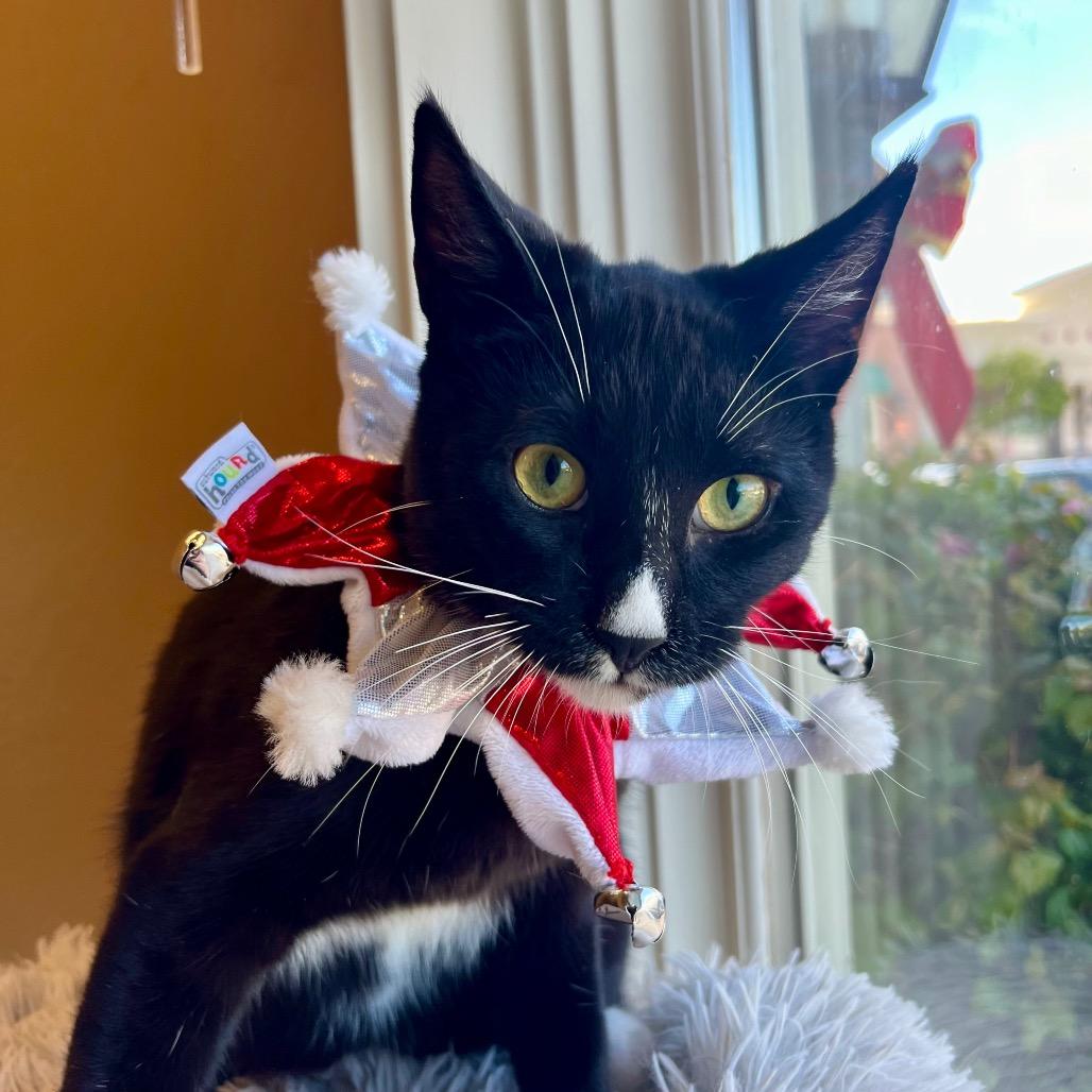 Enlarge Blackjack, a Adoptable Domestic Short Hair in Pacific Grove, CA image 4/6