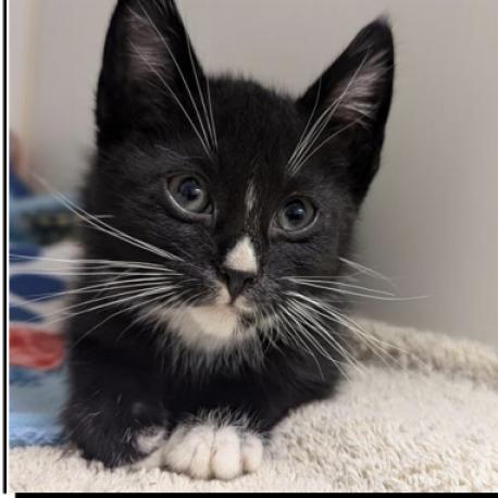 Enlarge Blackjack, a Adoptable Domestic Short Hair in Pacific Grove, CA image 6/6