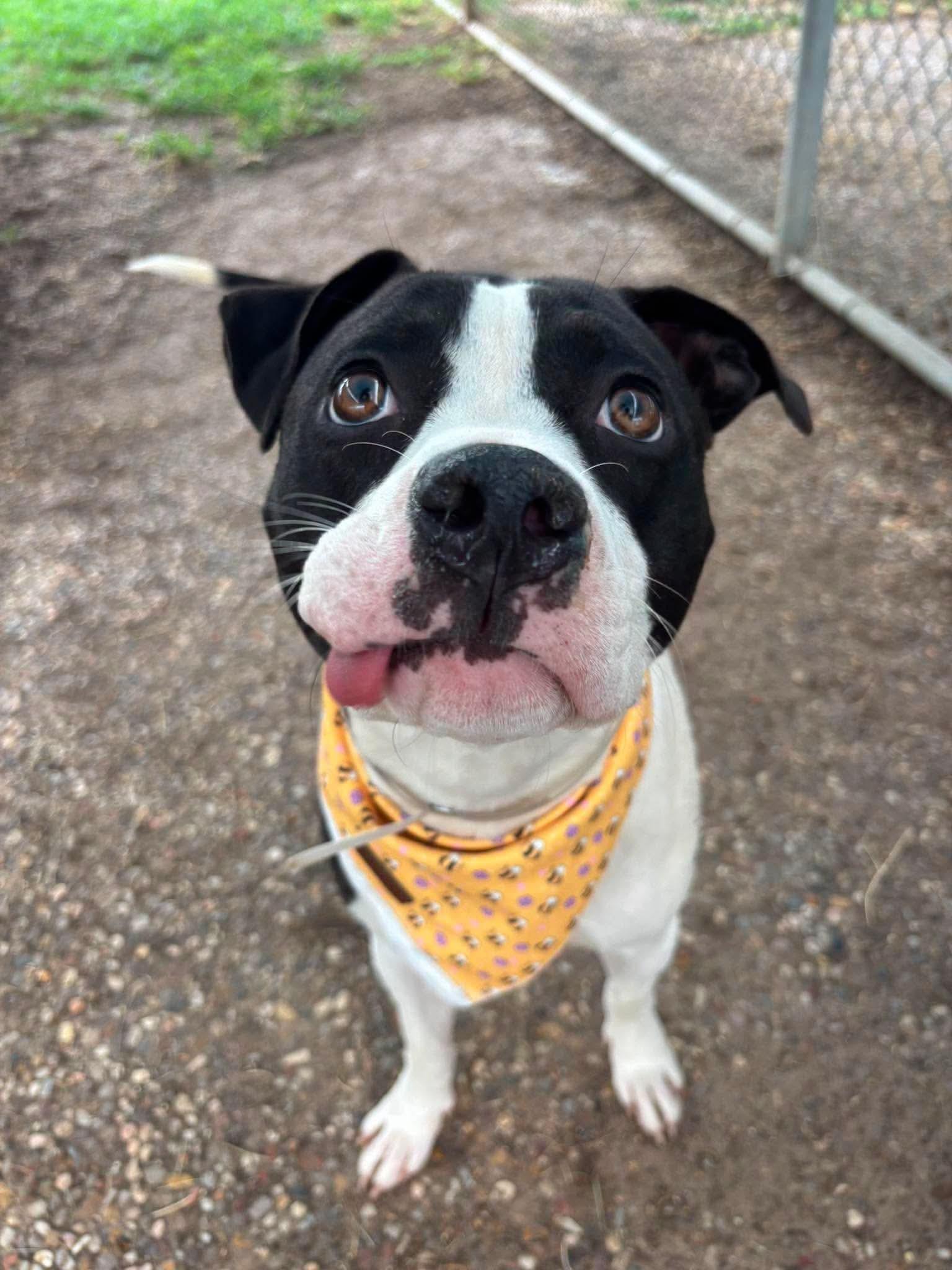 Enlarge Pippy, a Adoptable Mixed Breed in Monticello, NY image 1/2