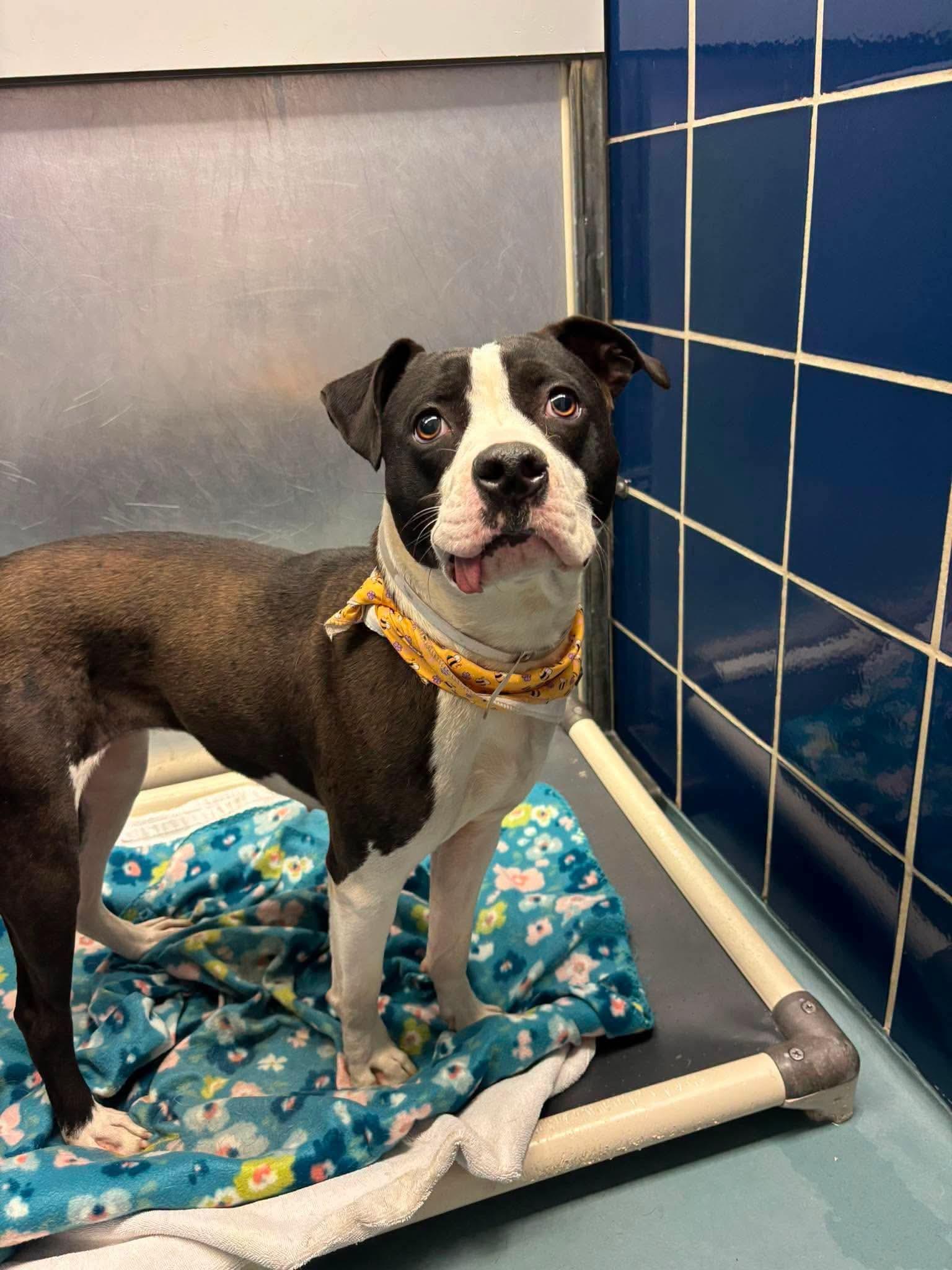 Enlarge Pippy, a Adoptable Mixed Breed in Monticello, NY image 2/2