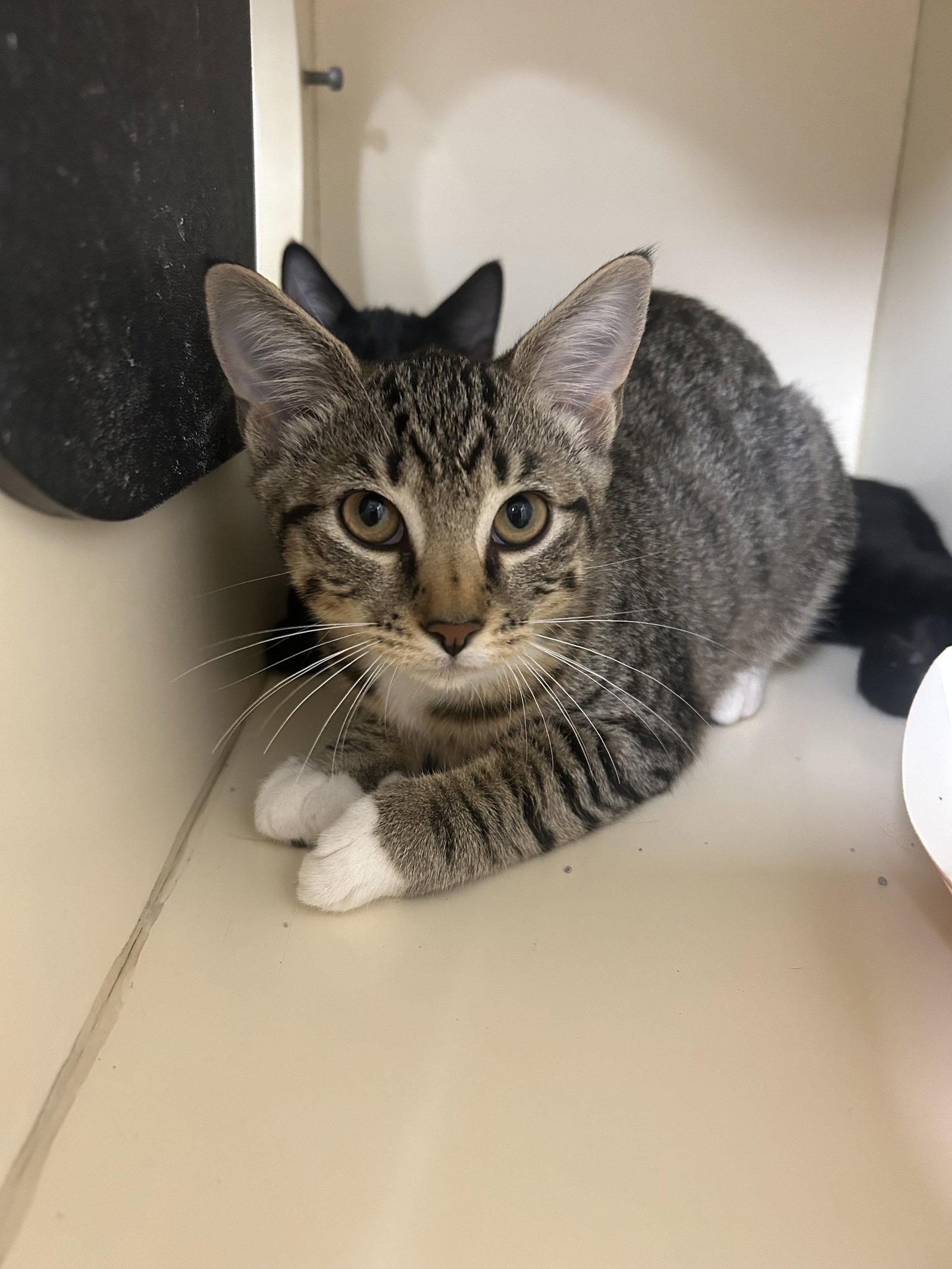 Tigress, Adoptable, Kitten Female Domestic Short Hair.