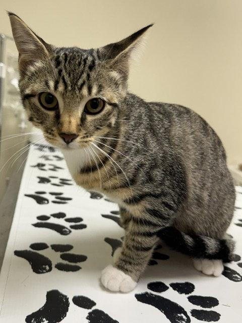 Tigress, a Adoptable Domestic Short Hair in Lancaster, PA image 2/2