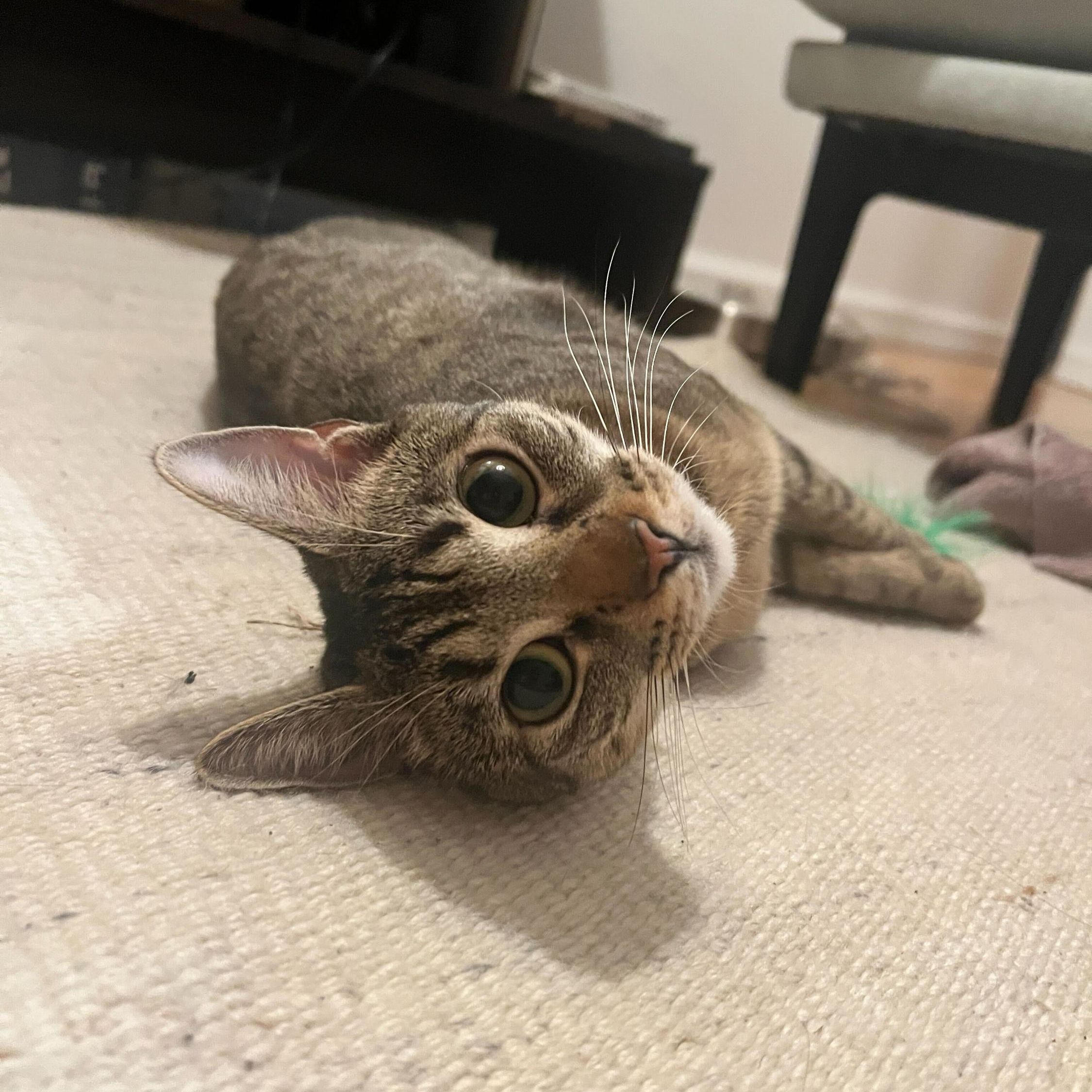 Enlarge Maya, a Adoptable Domestic Short Hair in Long Island City, NY image 3/6