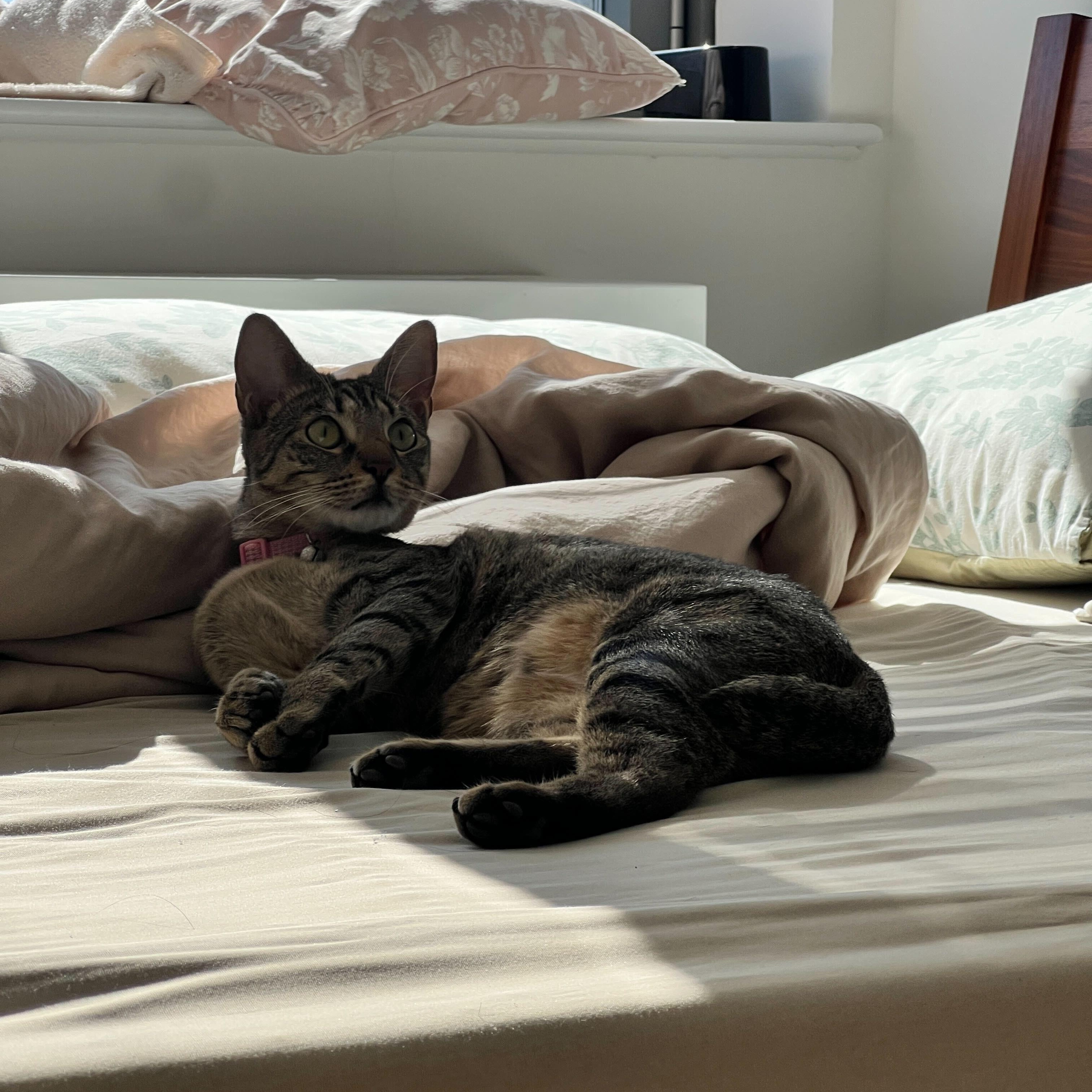 Enlarge Maya, a Adoptable Domestic Short Hair in Long Island City, NY image 4/6