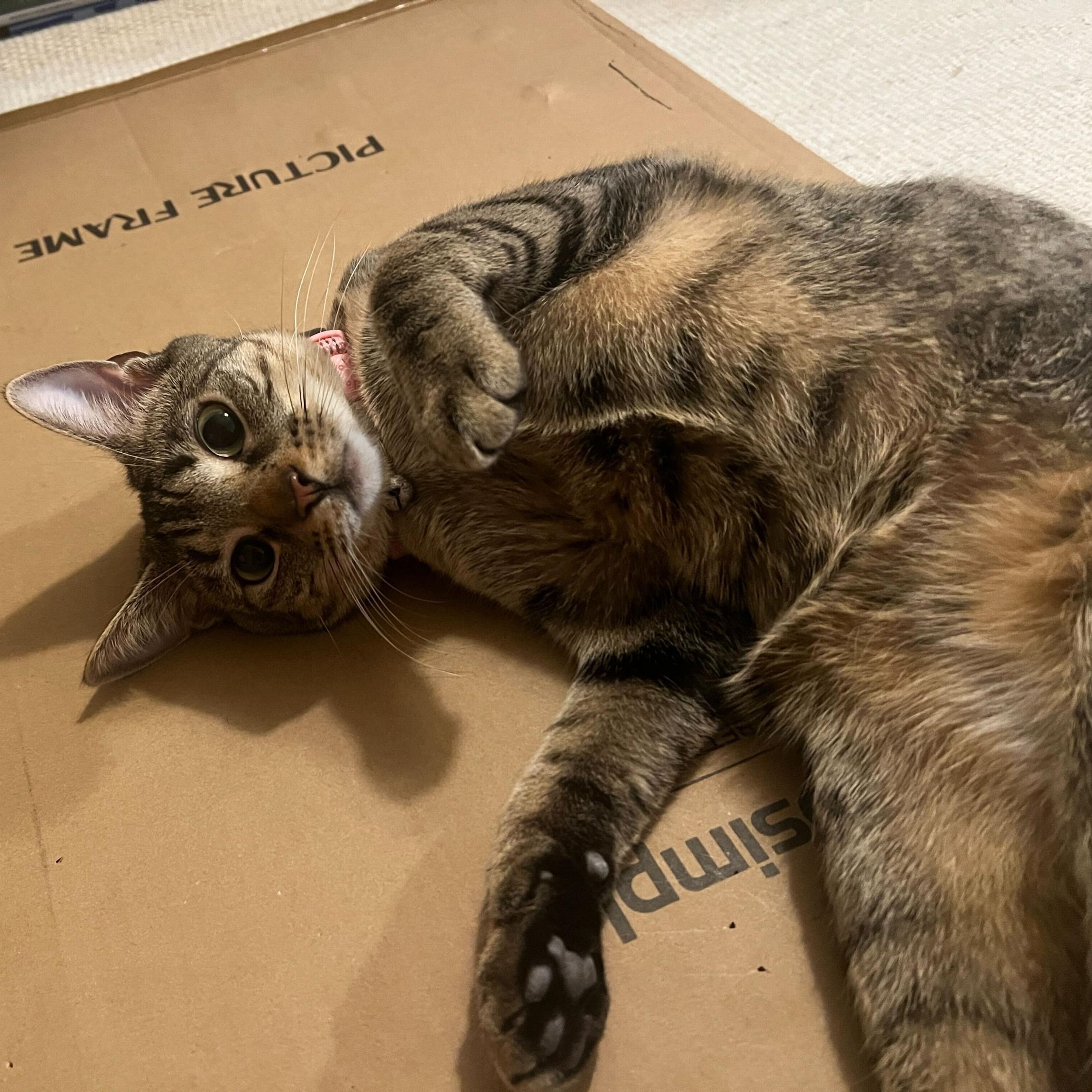 Maya, Adoptable, Young Female Domestic Short Hair.