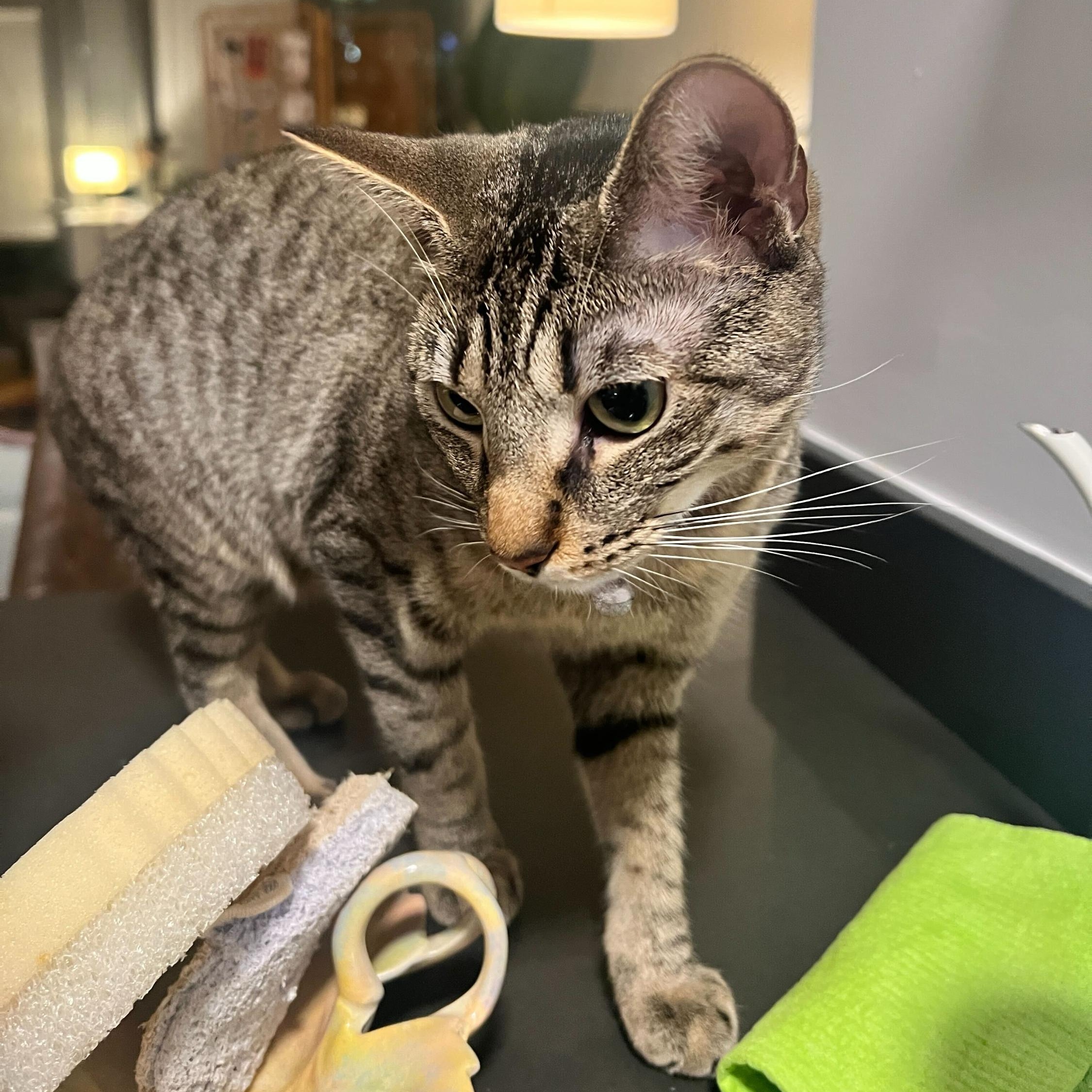 Enlarge Maya, a Adoptable Domestic Short Hair in Long Island City, NY image 2/6