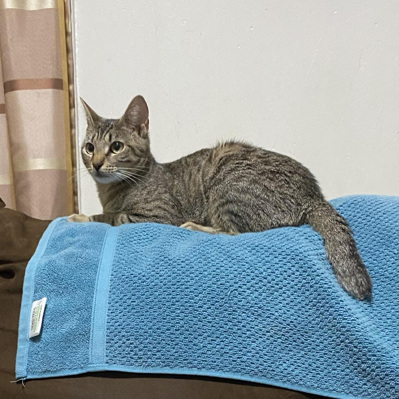 Enlarge Maya, a Adoptable Domestic Short Hair in Long Island City, NY image 5/6