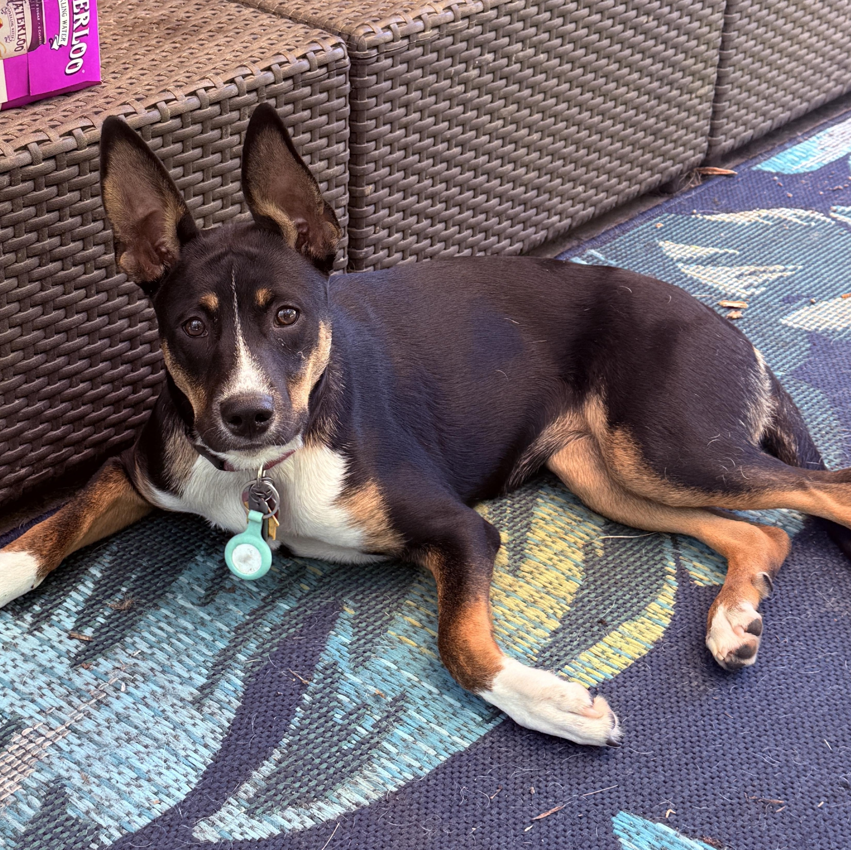 Foxy, ADOPTABLE, Young Female Mixed Breed.