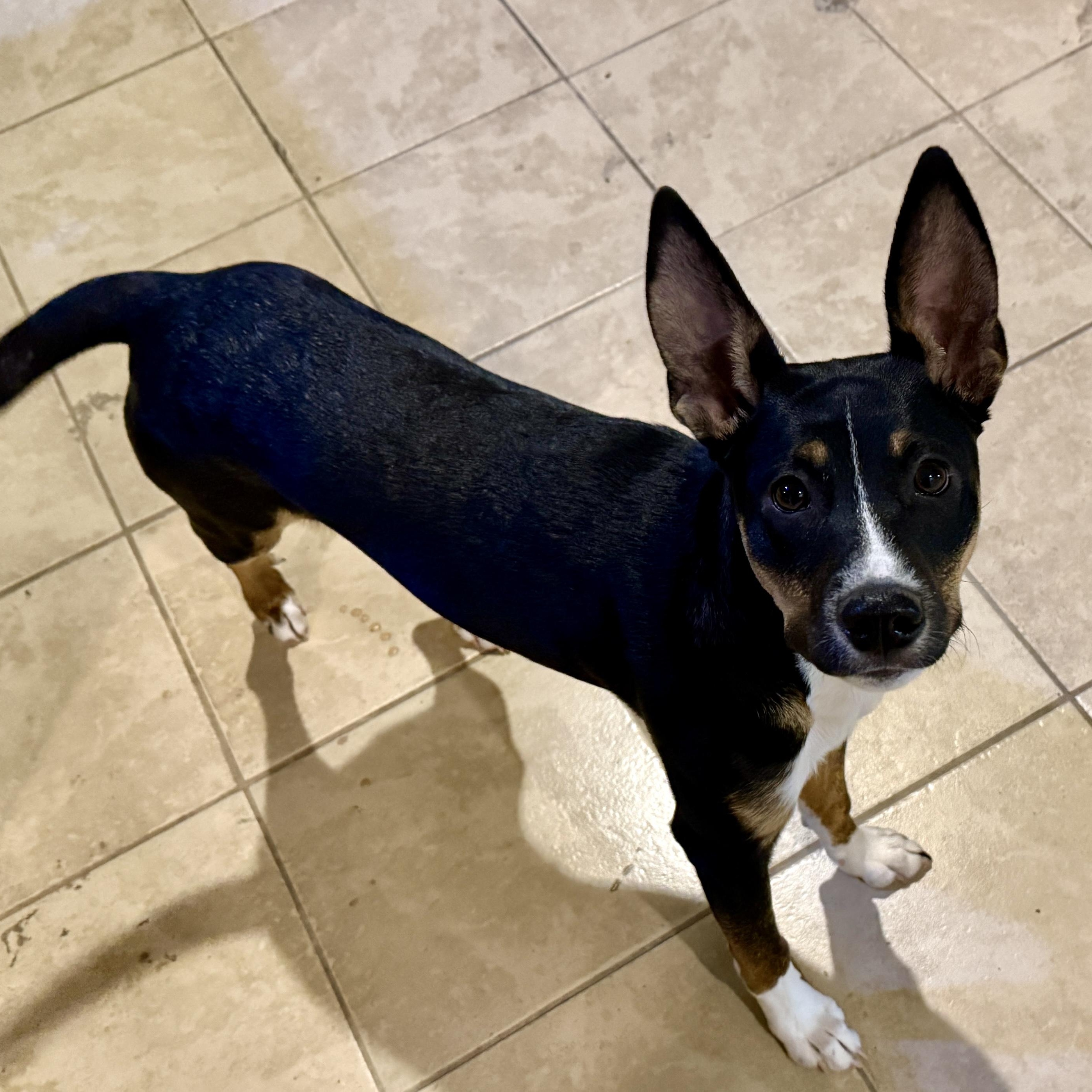 Foxy, a ADOPTABLE Mixed Breed in Waynesburg, PA image 2/3