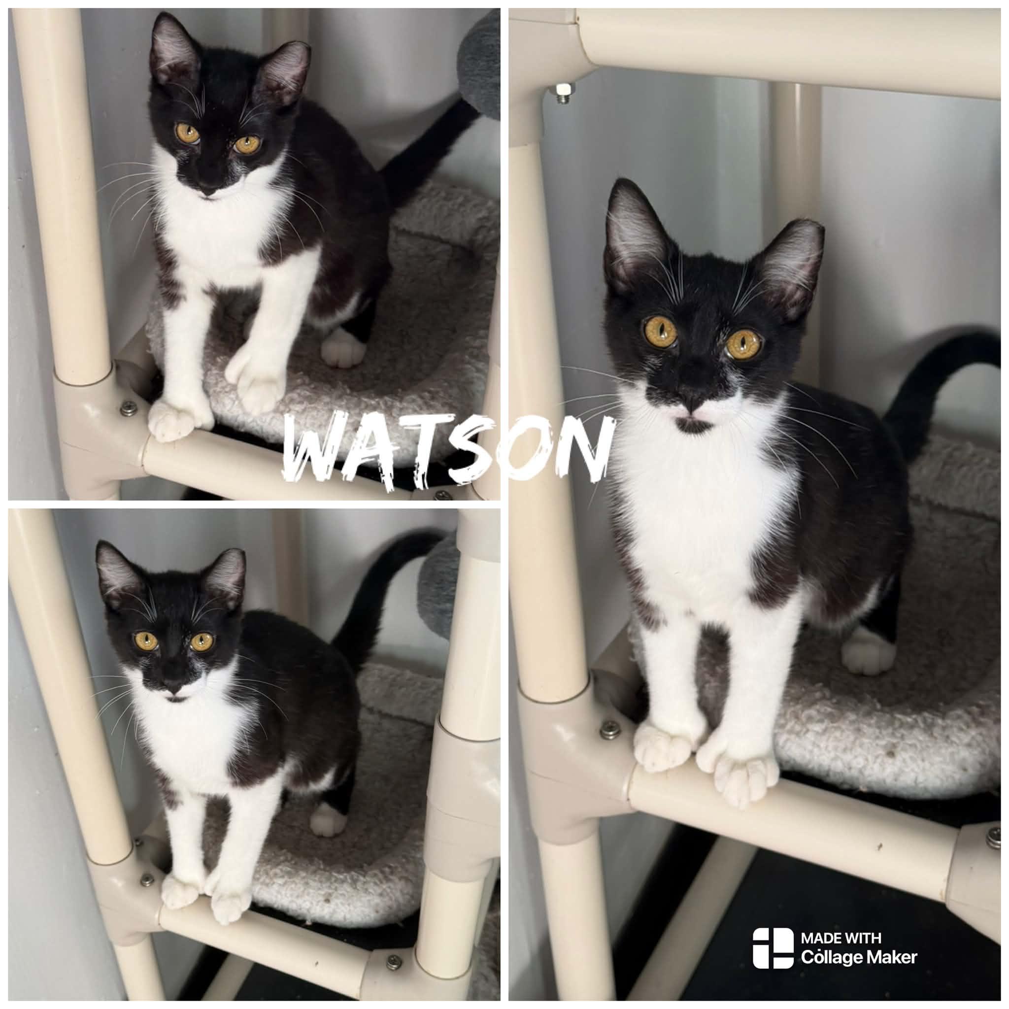 Watson, ADOPTABLE, Young Male Domestic Short Hair.