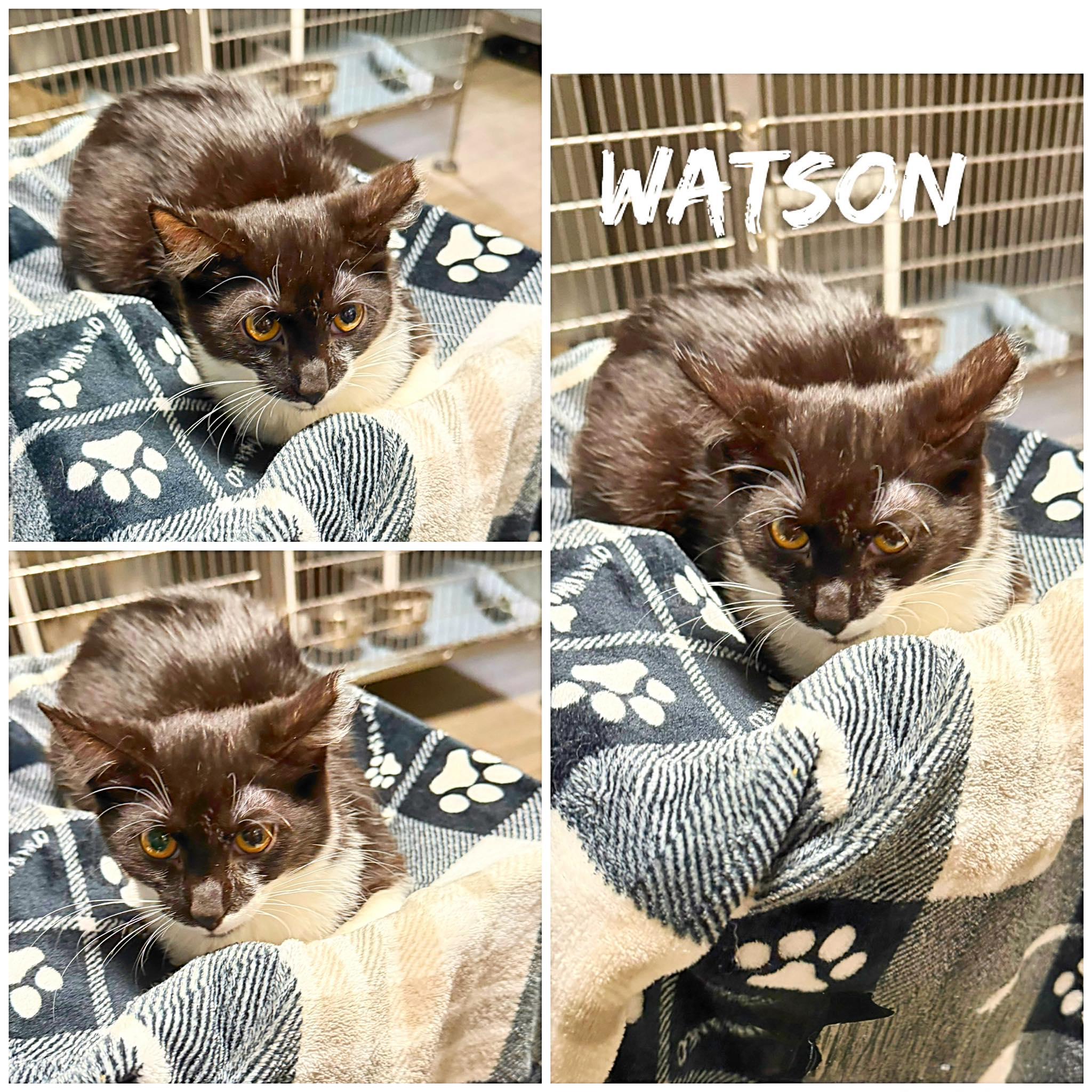 Watson, ADOPTABLE, Young Male Domestic Short Hair.
