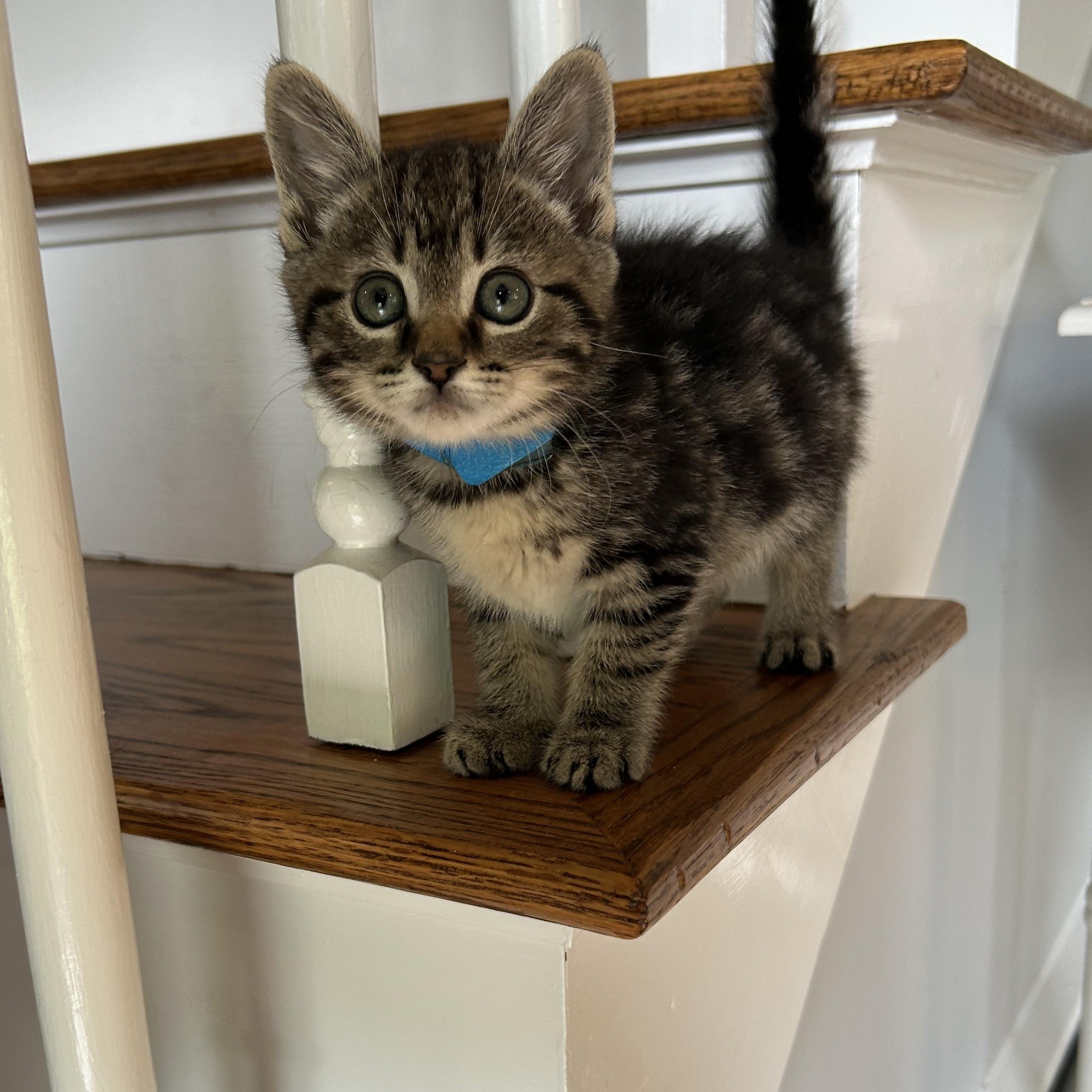 Blue & Yellow, an adopted Domestic Long Hair in Medfield, MA image 3/6
