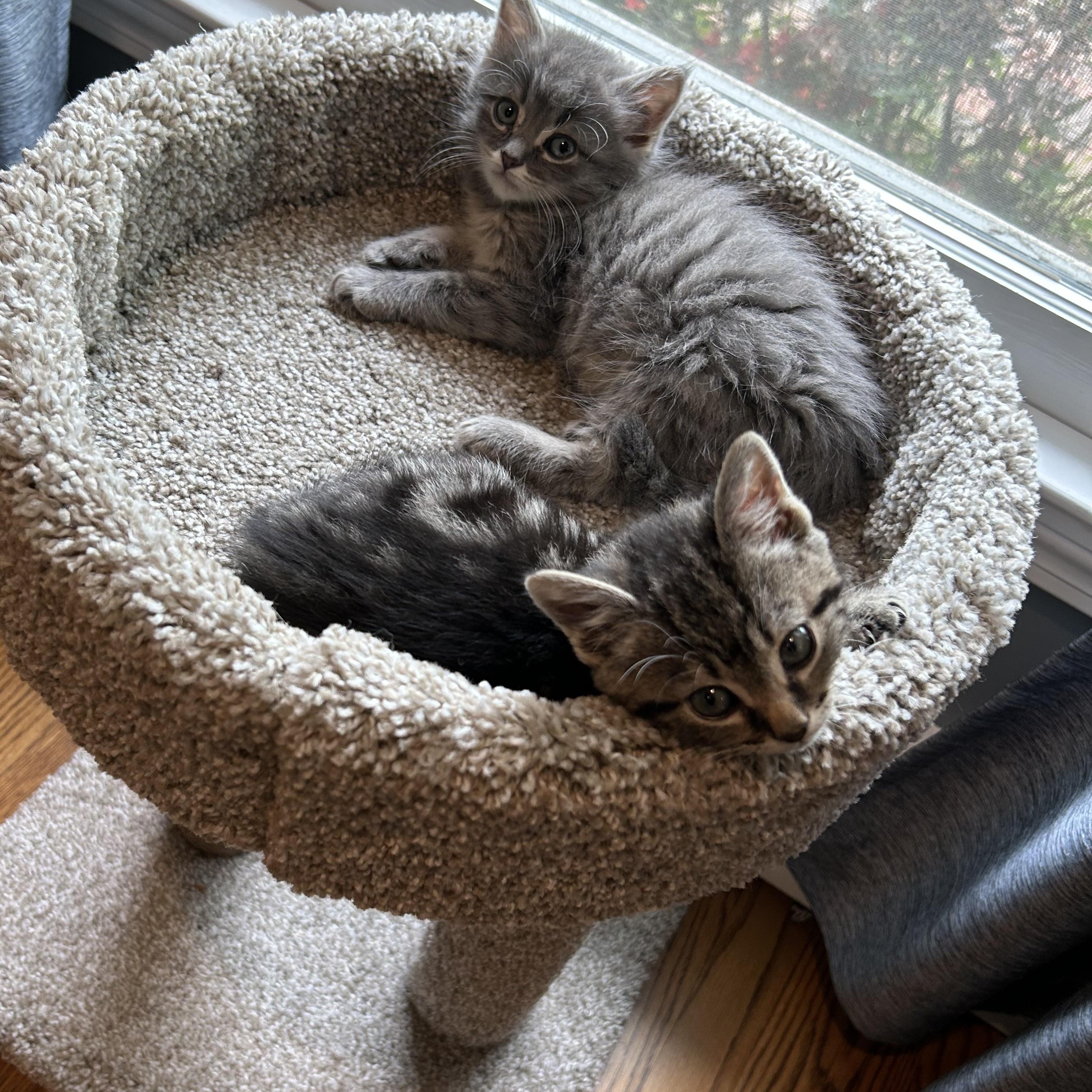 Blue & Yellow, adopted, Kitten Male Domestic Long Hair.