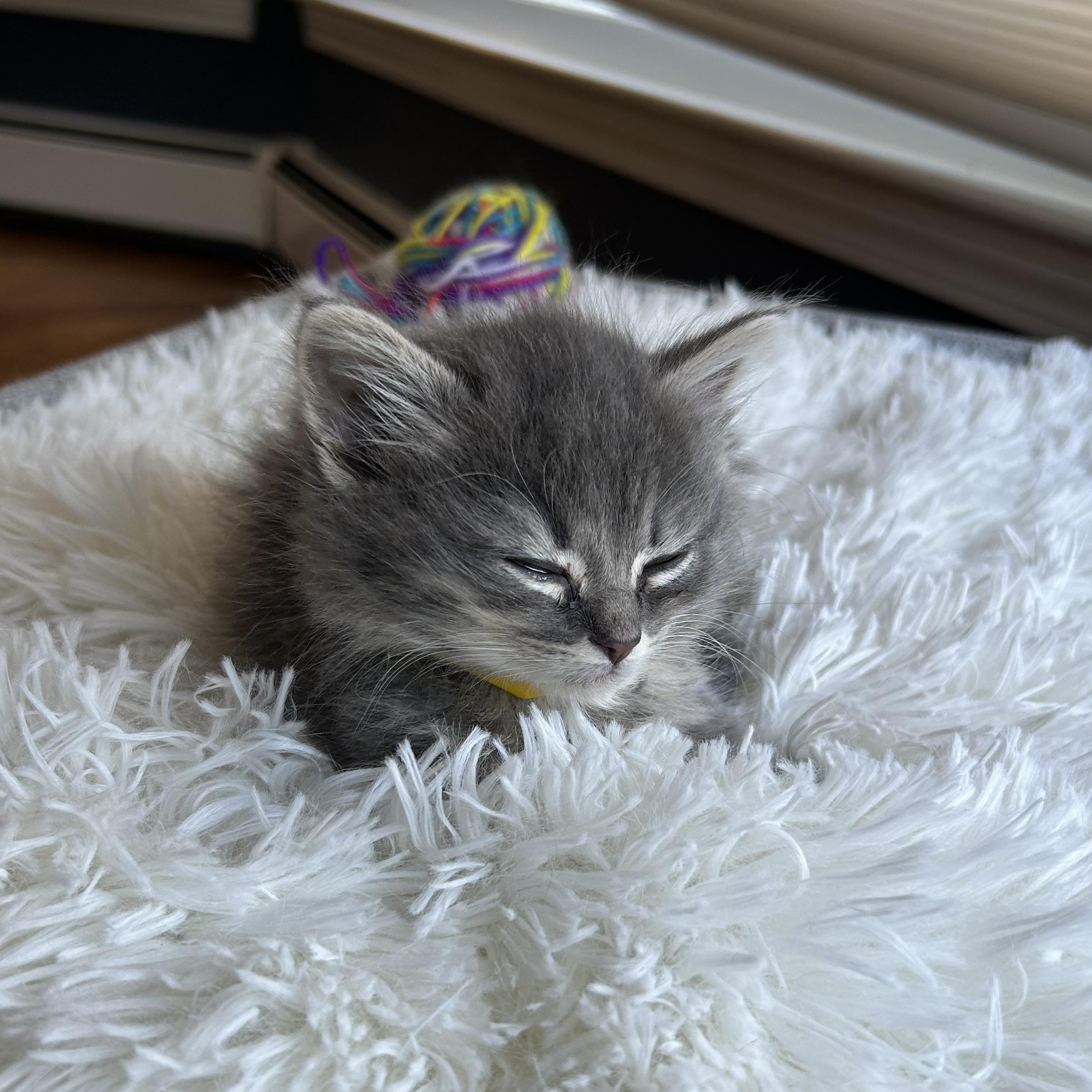 Blue & Yellow, an adopted Domestic Long Hair in Medfield, MA image 6/6