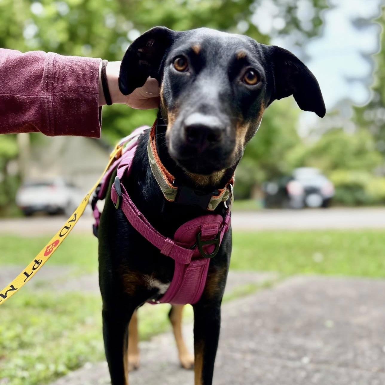 Flower aka Fifi (20250528-01)