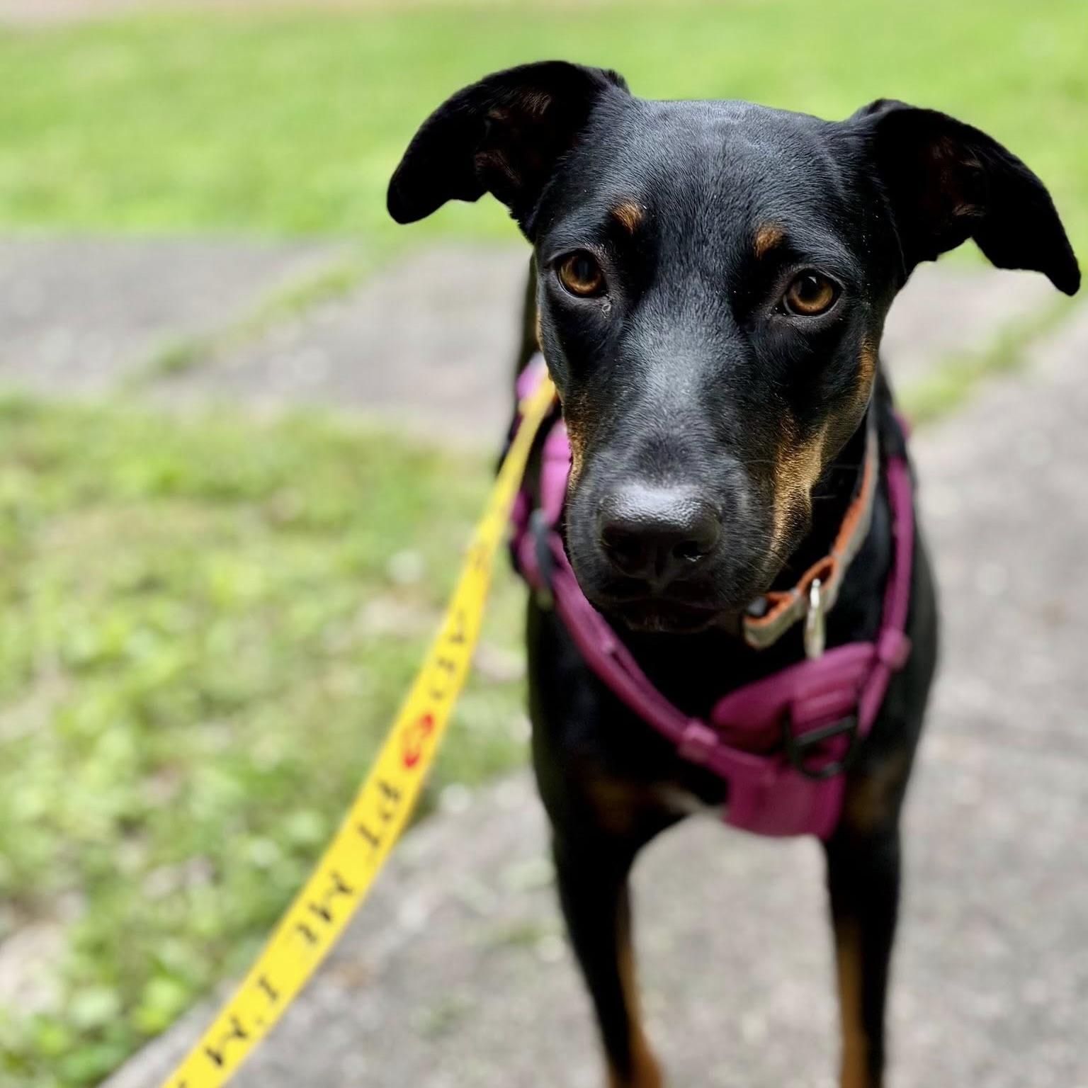 Flower aka Fifi (20250528-01) — thumbnail 2