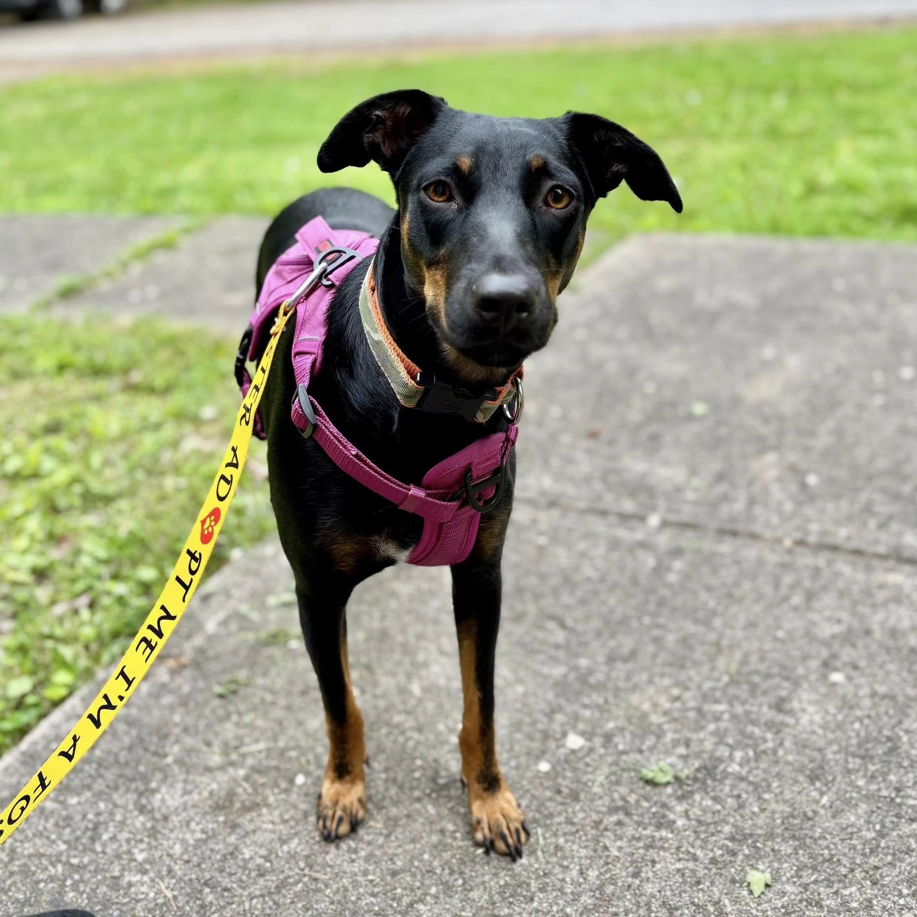 Flower aka Fifi (20250528-01) — thumbnail 3